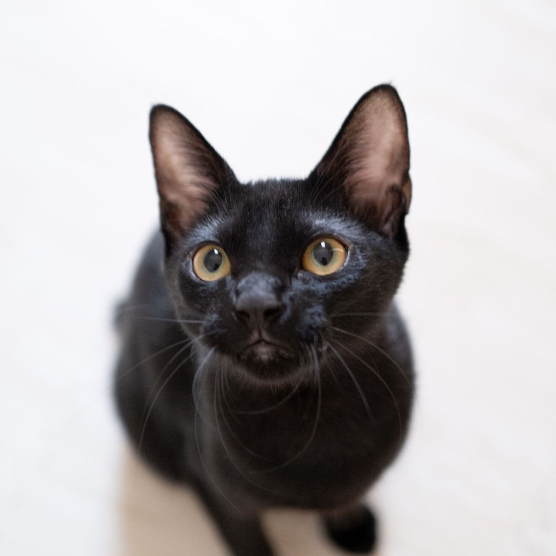 雑種（ミックス猫）・オスの里親募集の写真
