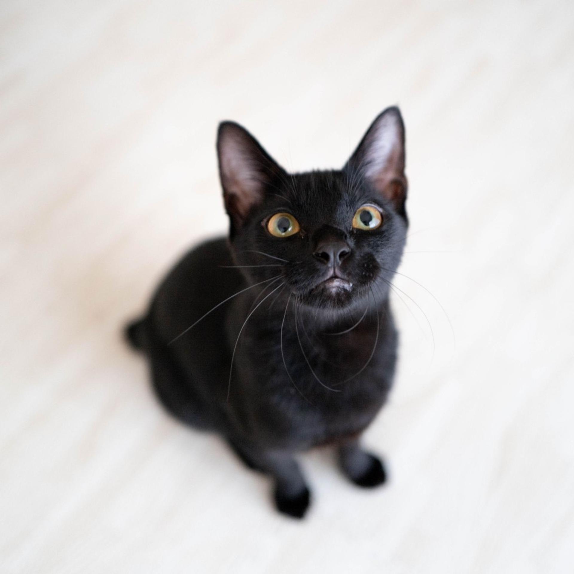pet-image-5