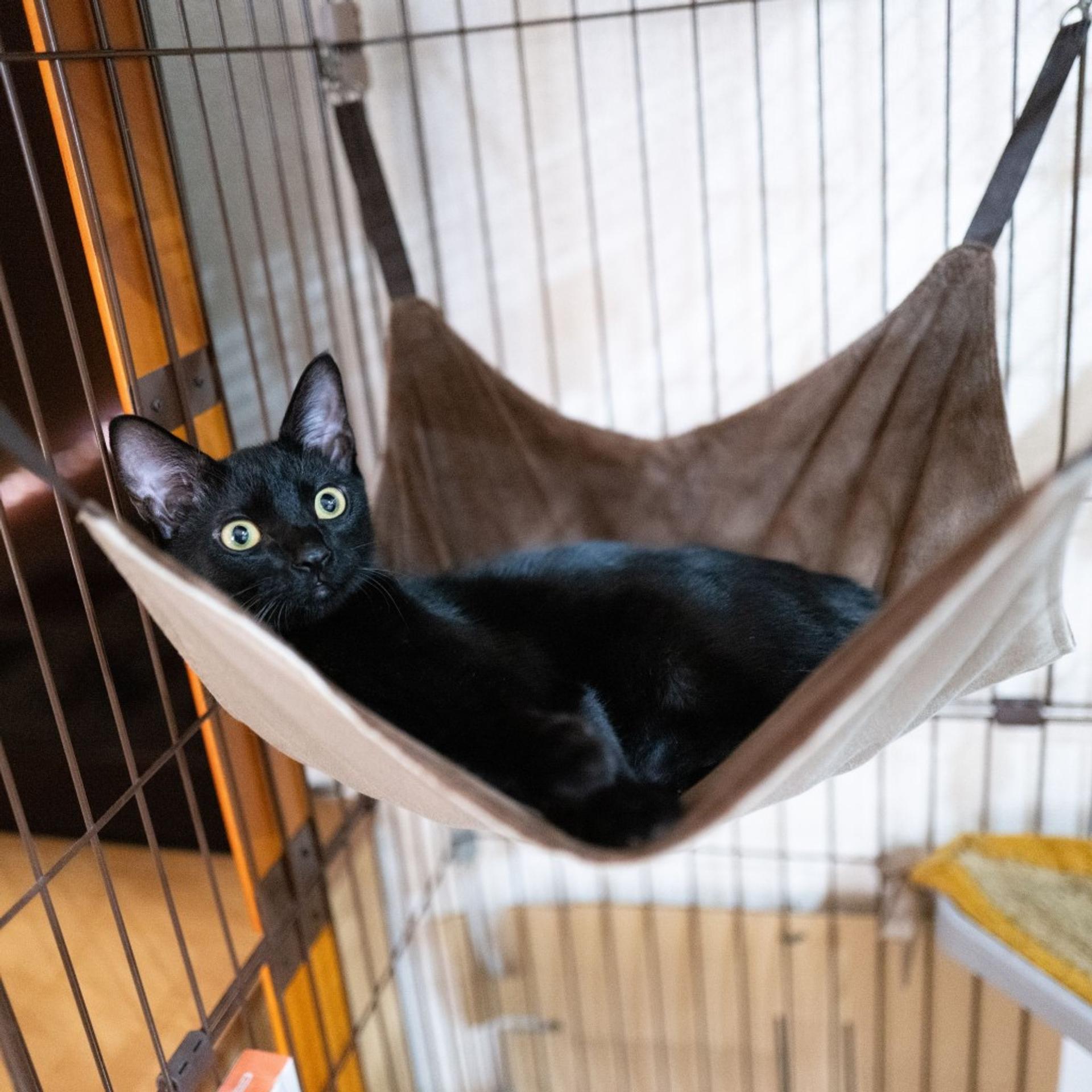 pet-image-6