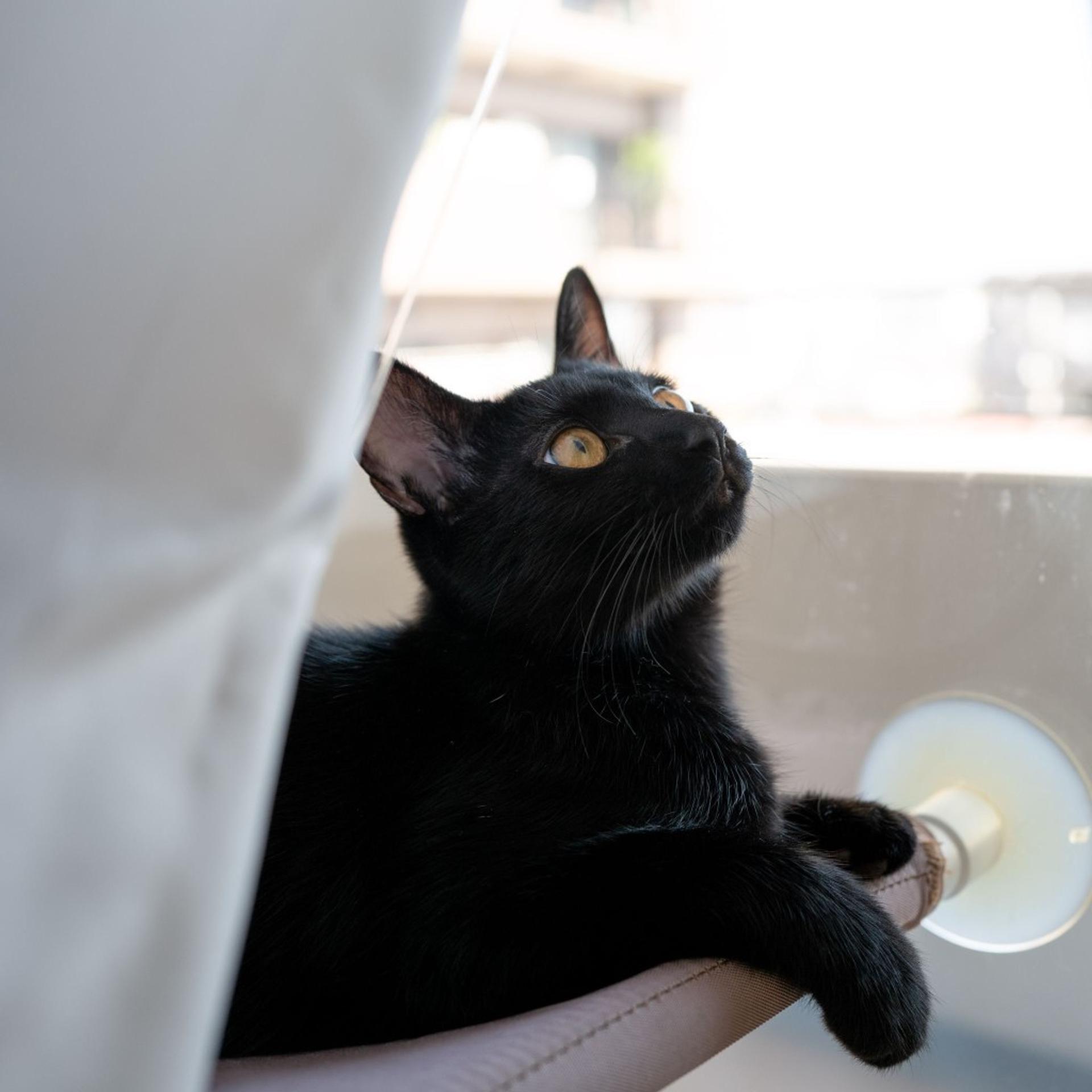 pet-image-4