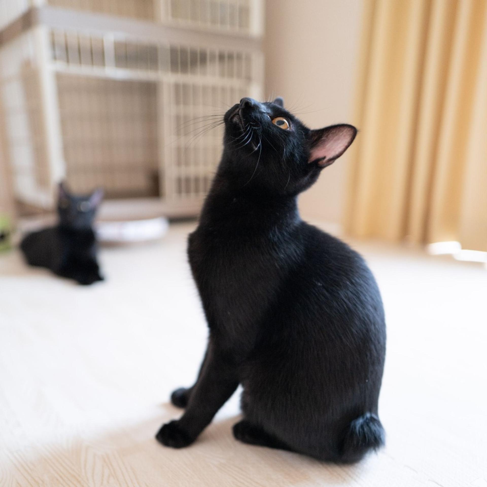 pet-image-5