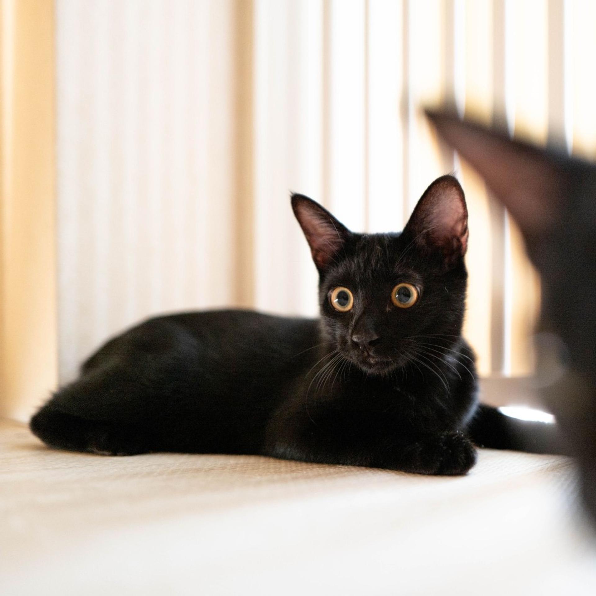 pet-image-6