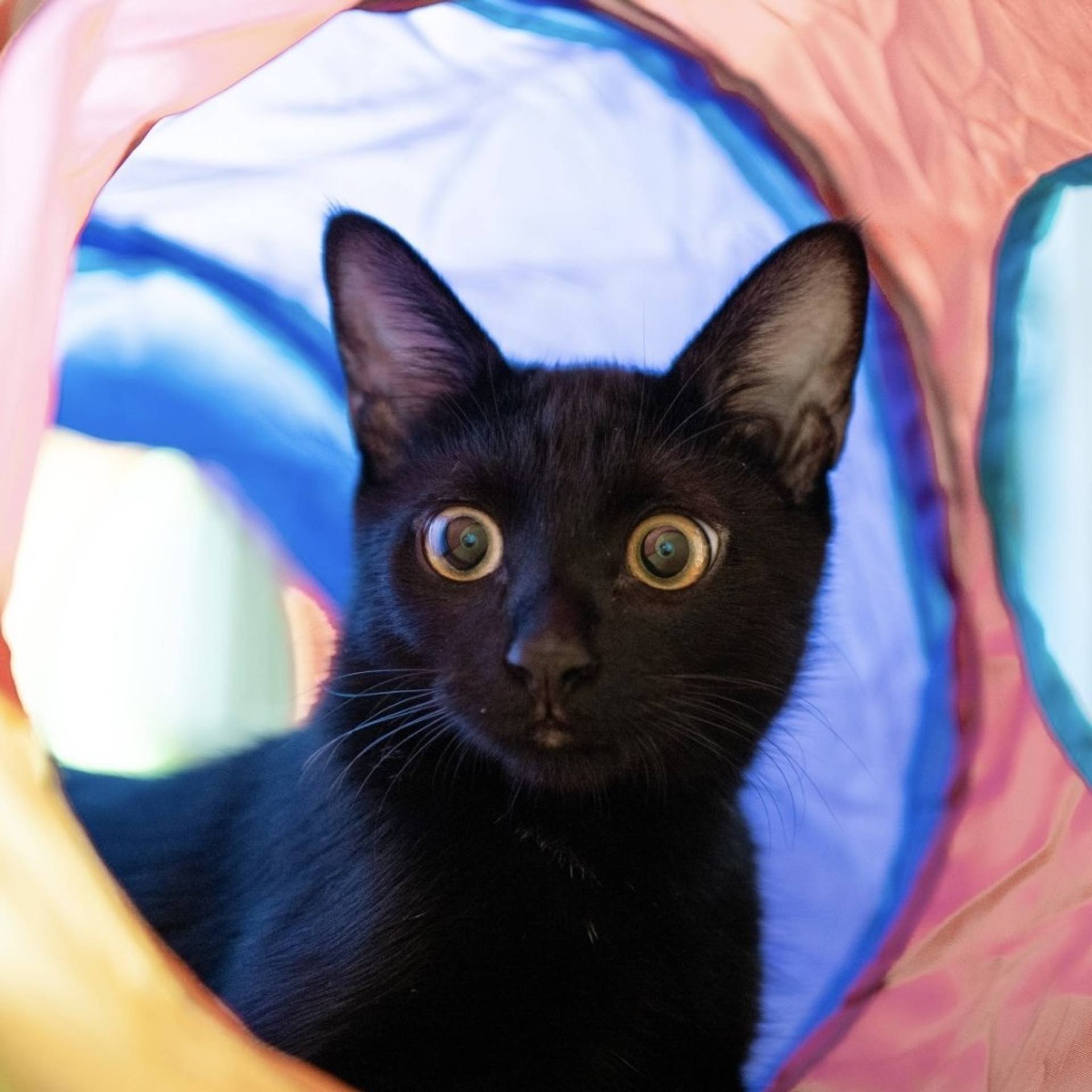 雑種（ミックス猫）・オスの里親募集の写真