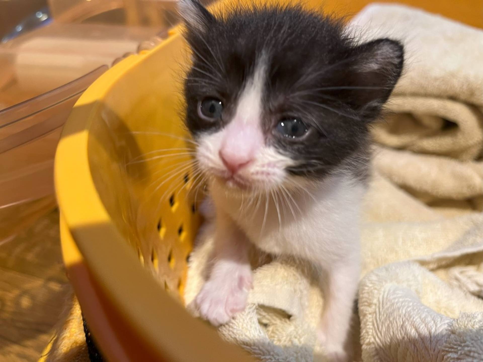 雑種（ミックス猫）・メスの里親募集の写真