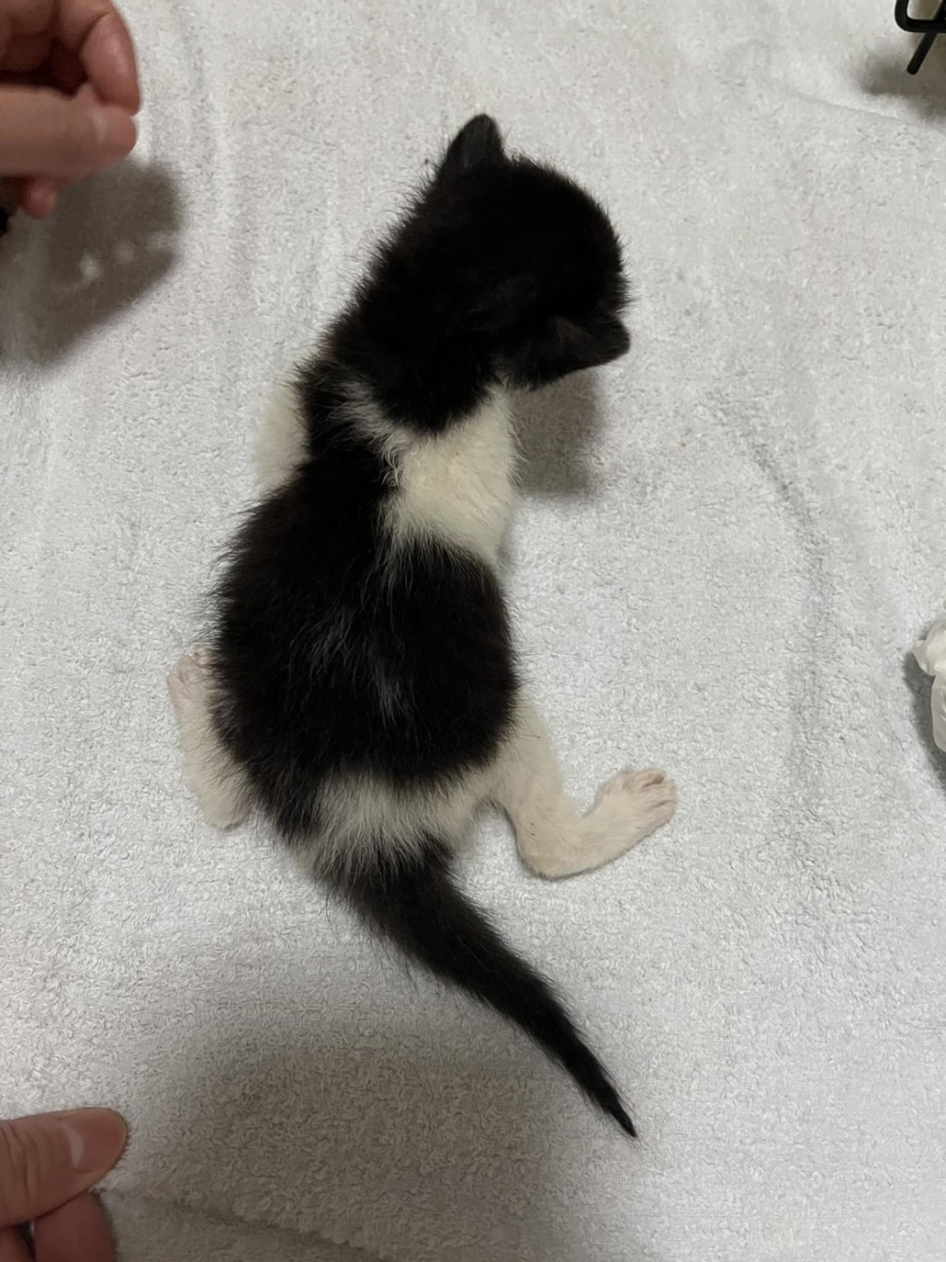 pet-image-4