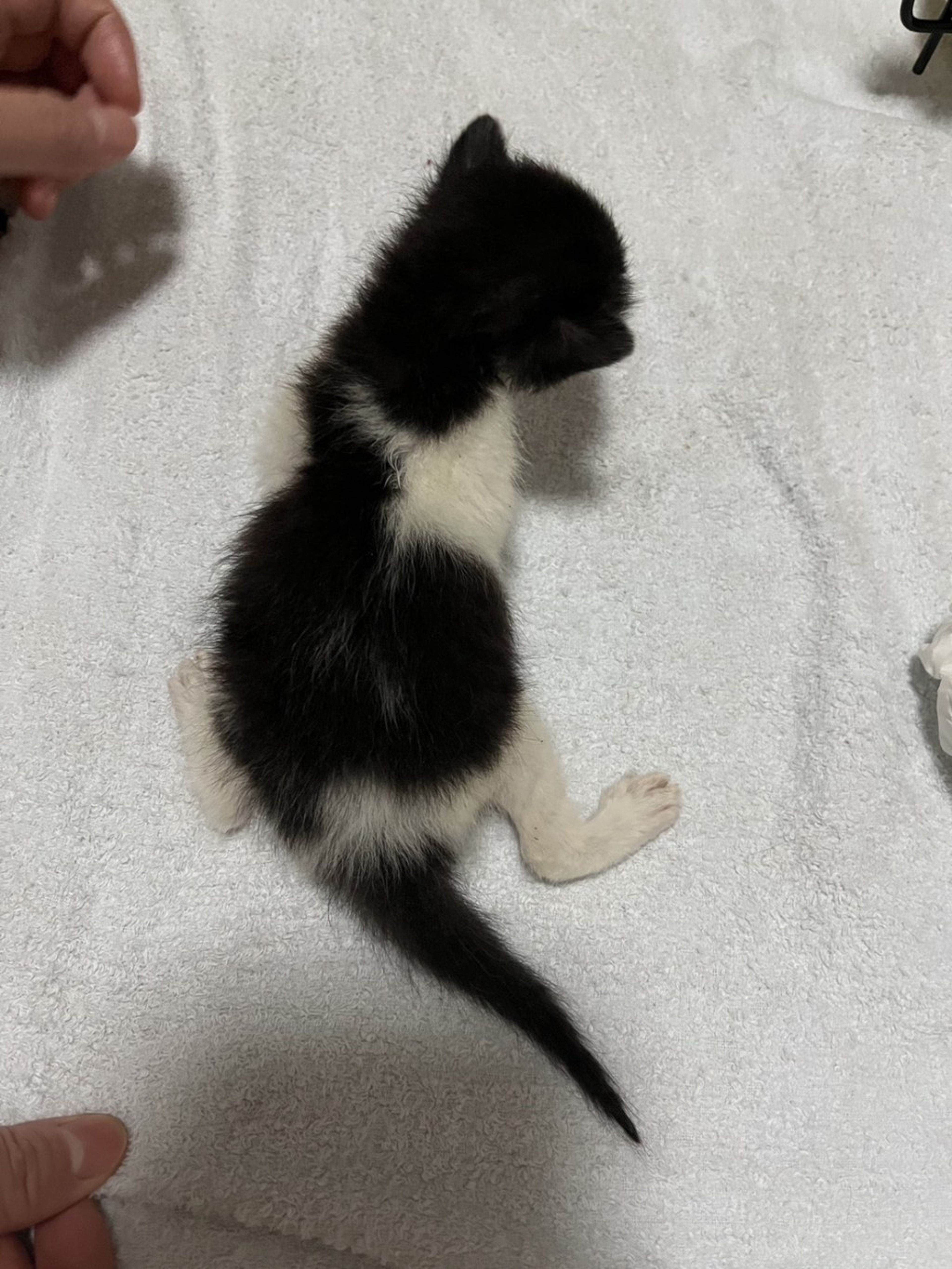 pet-image-4