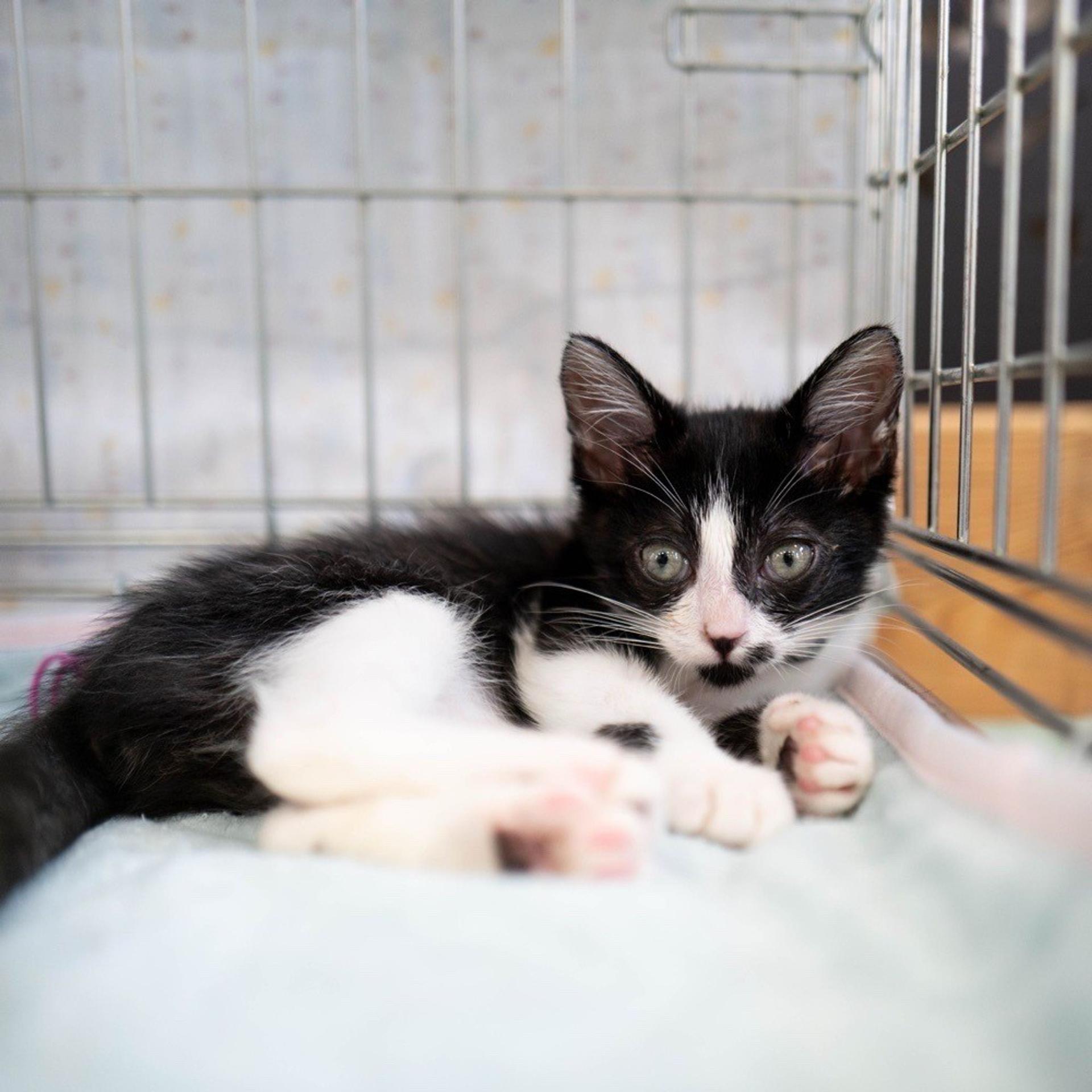 pet-image-3