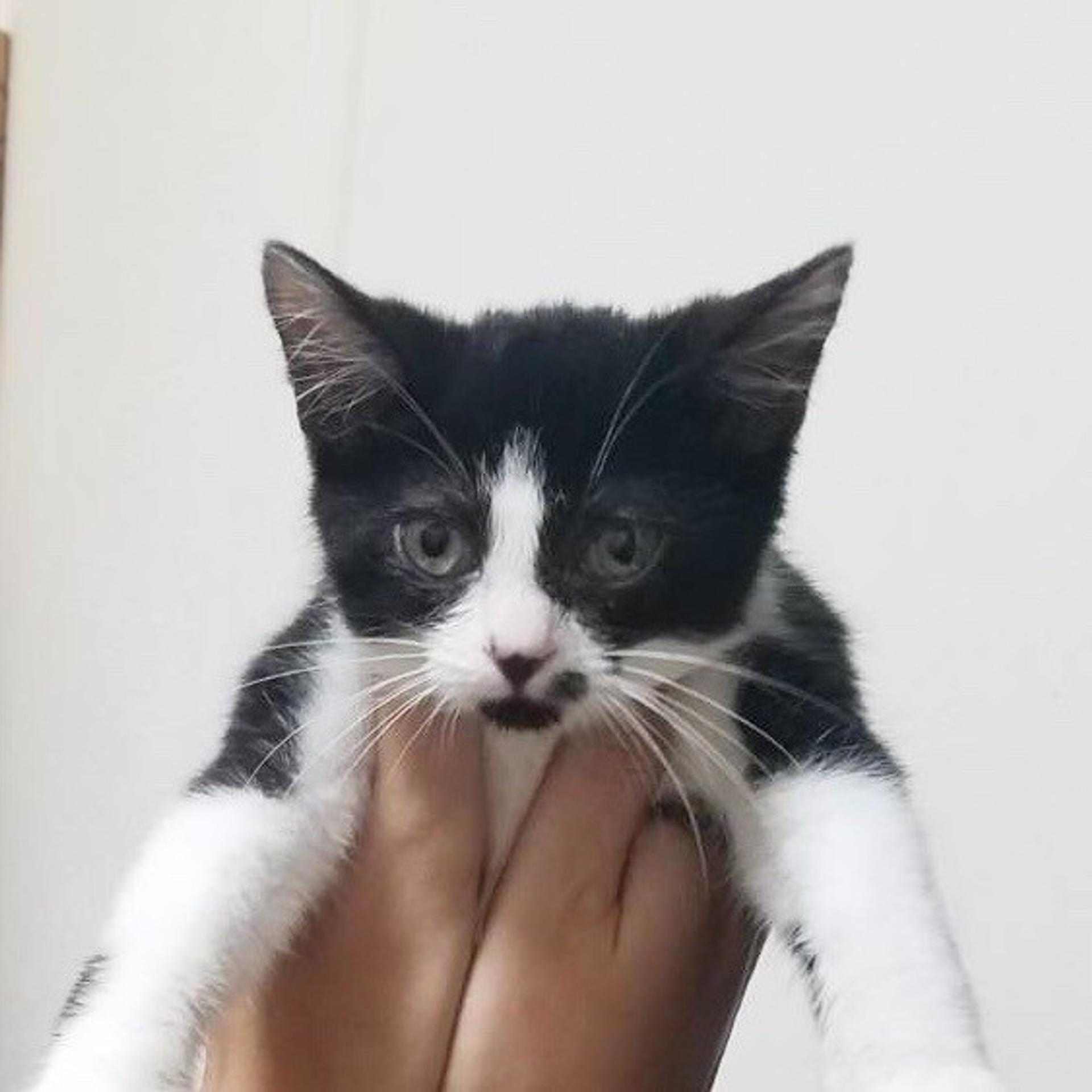 pet-image-5