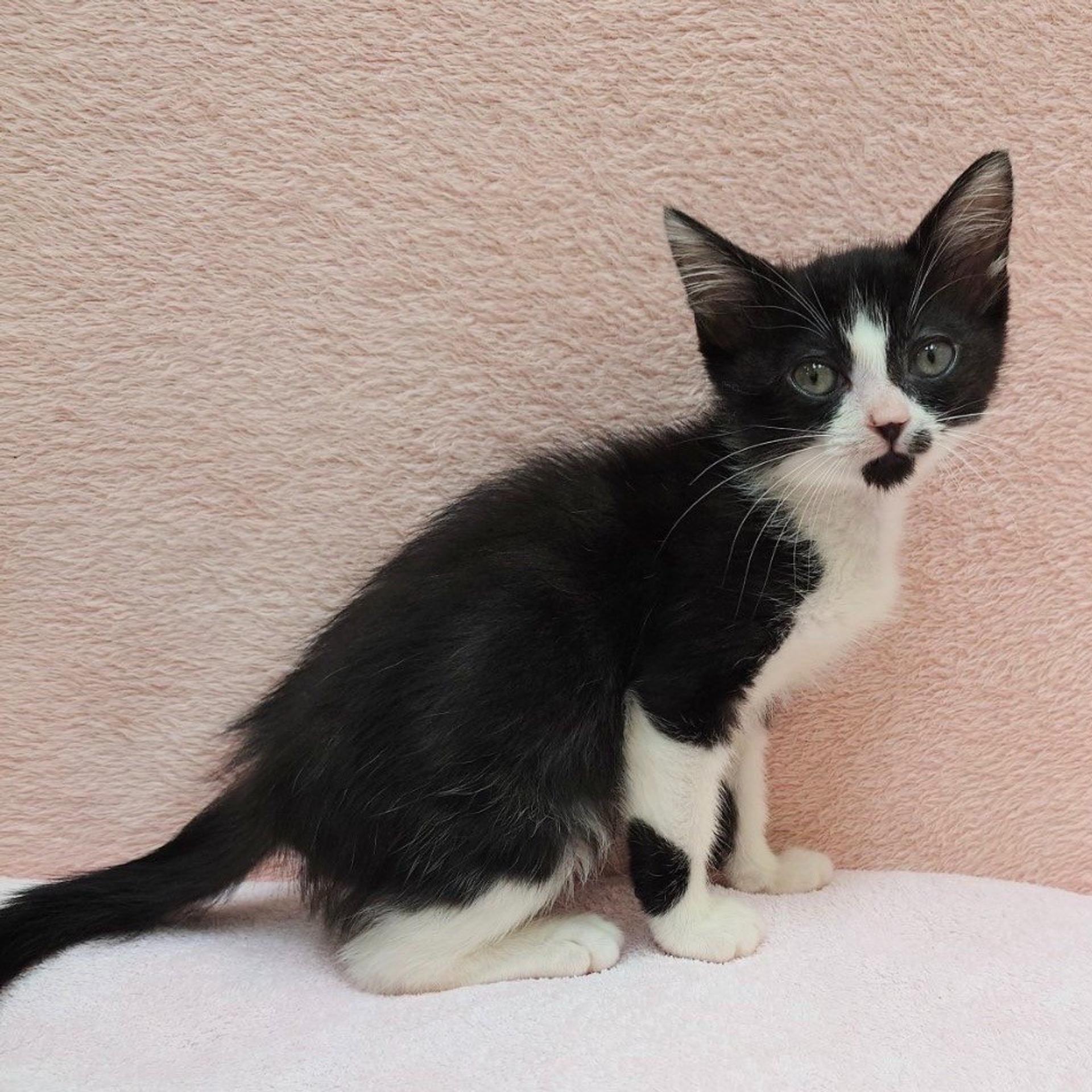 pet-image-2