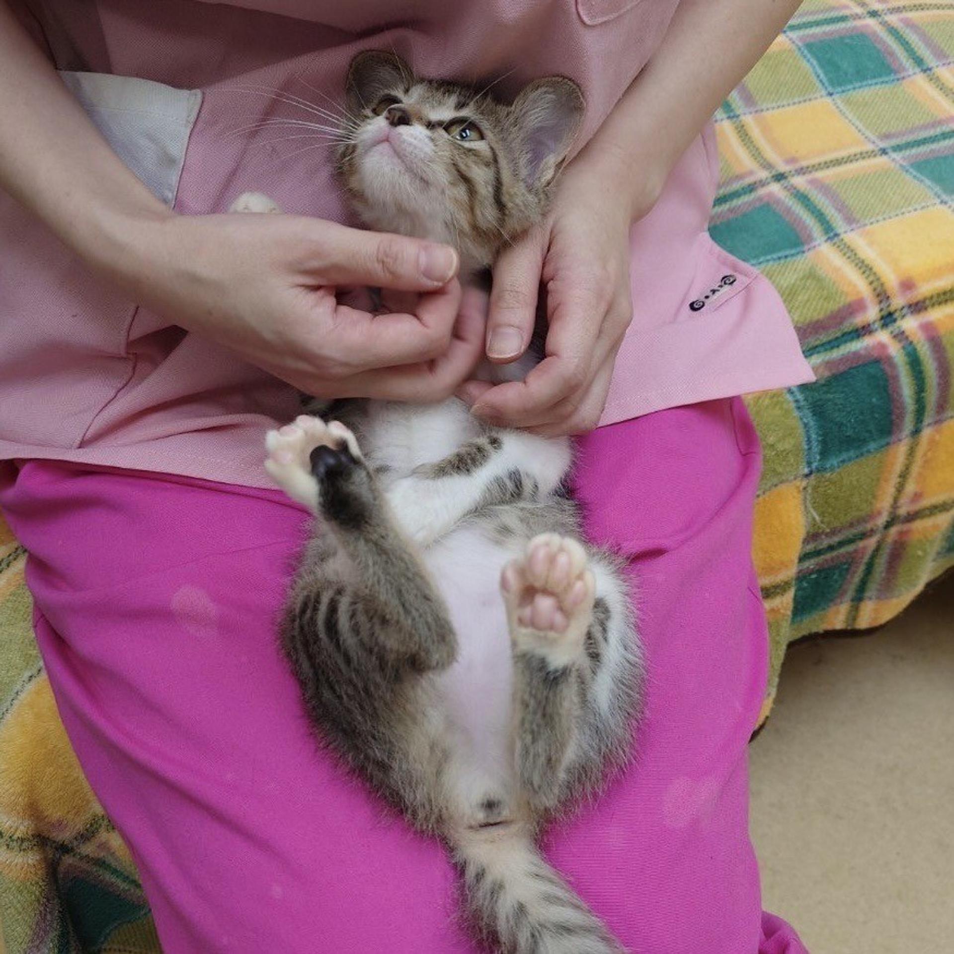 pet-image-5