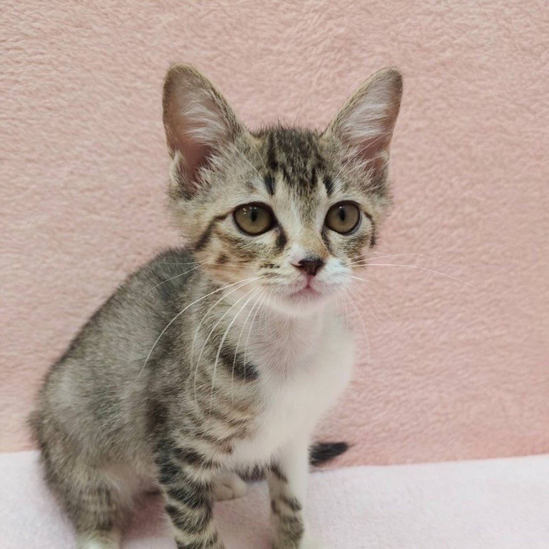 雑種（ミックス猫）・メスの里親募集の写真