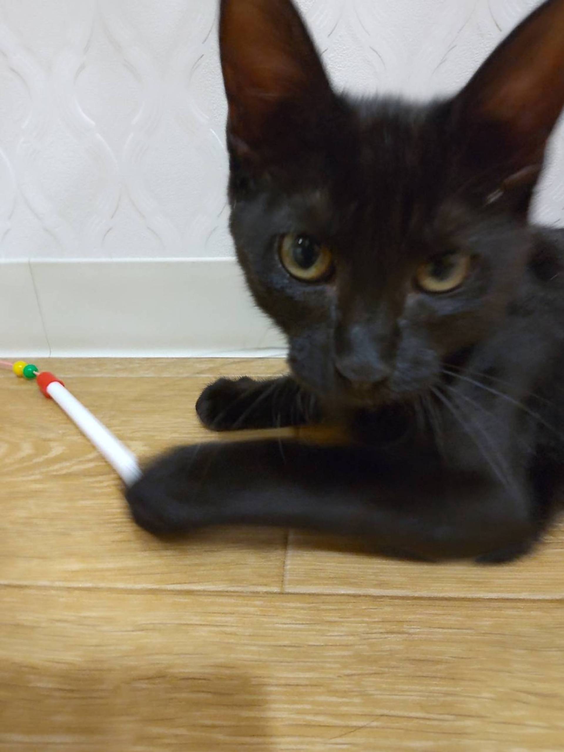 雑種（ミックス猫）・メスの里親募集の写真