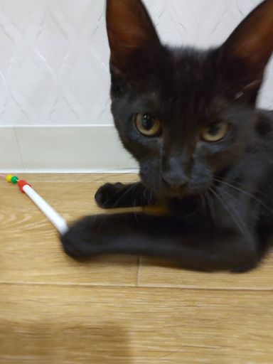 マオの写真