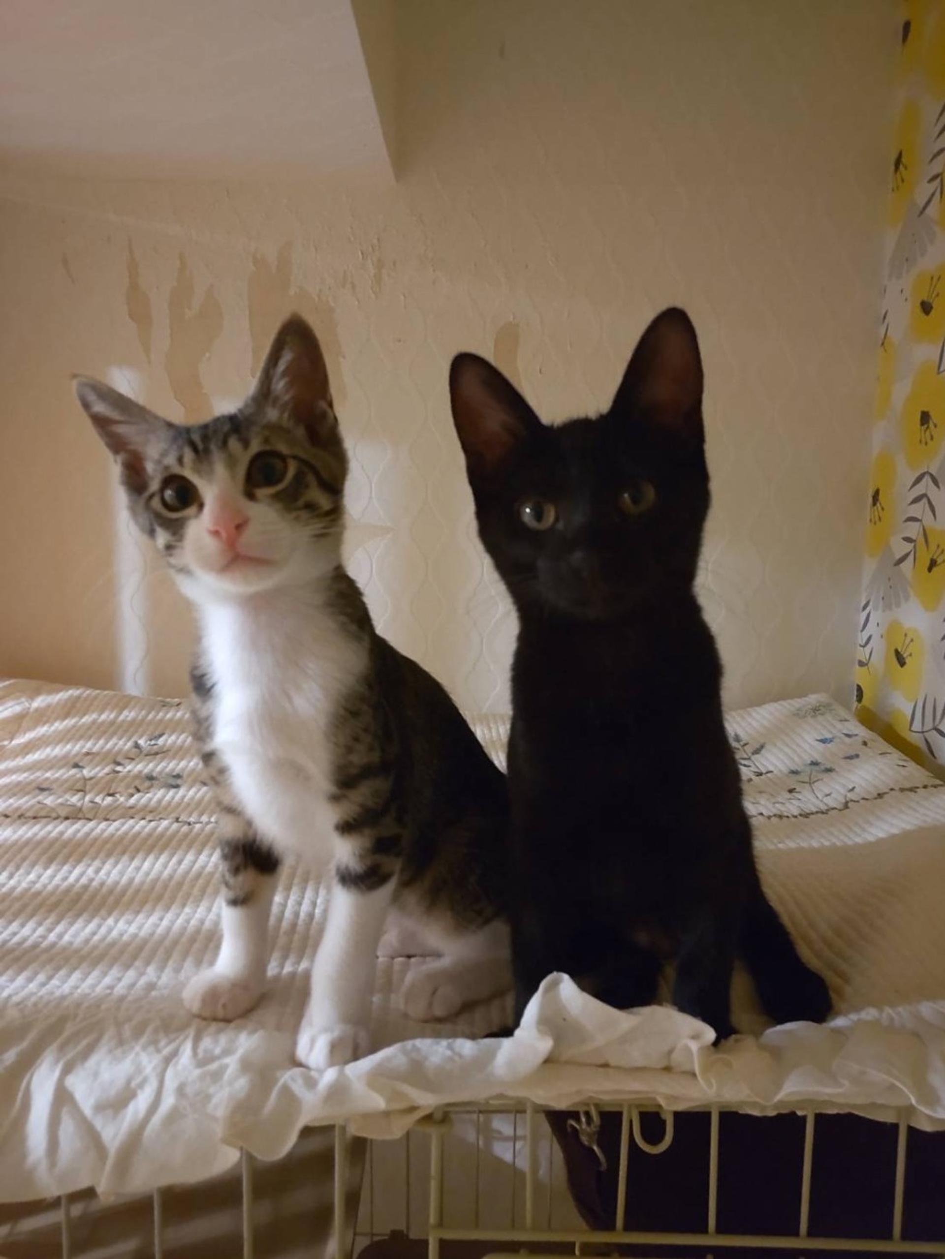 pet-image-4
