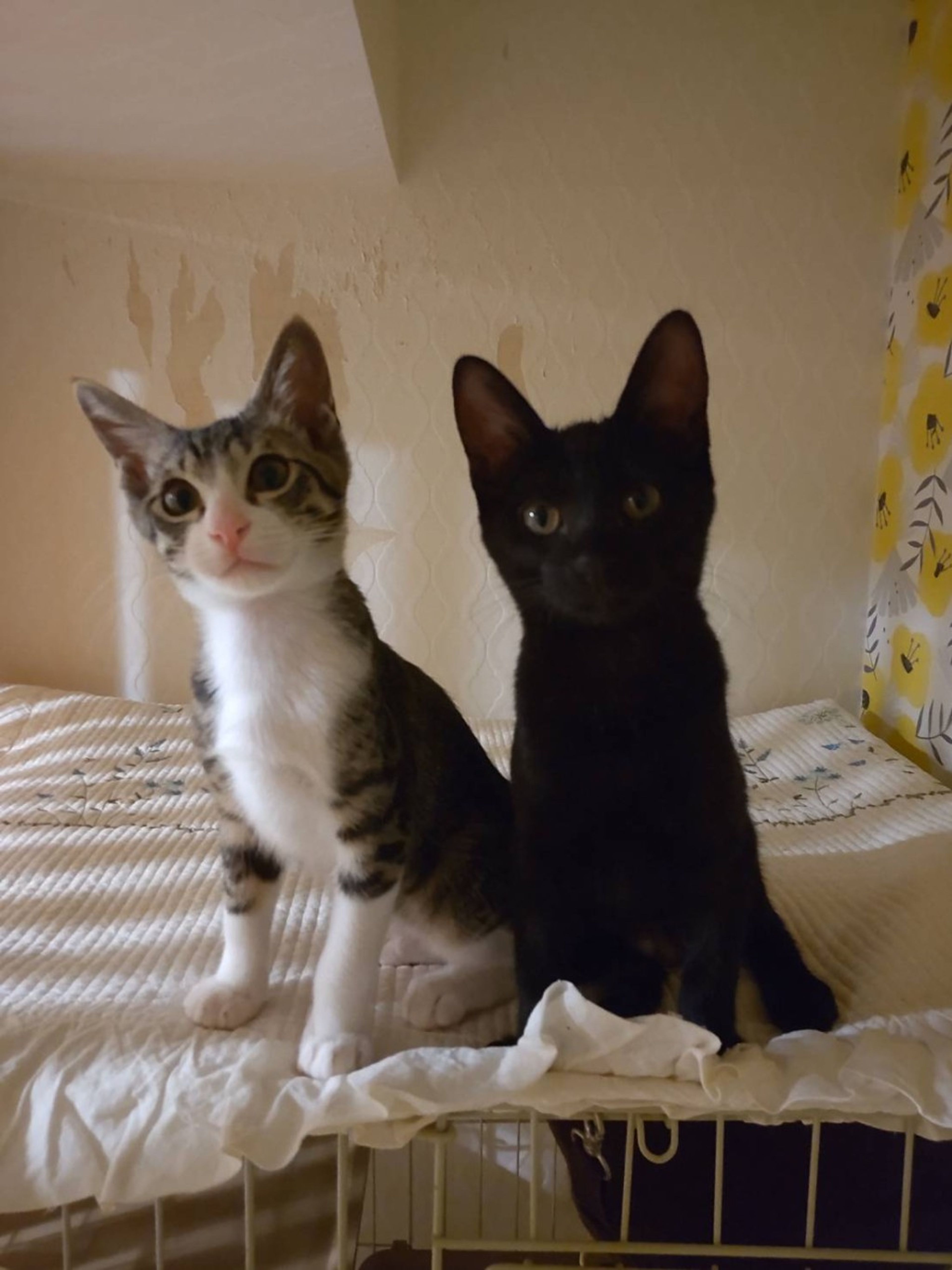 pet-image-4