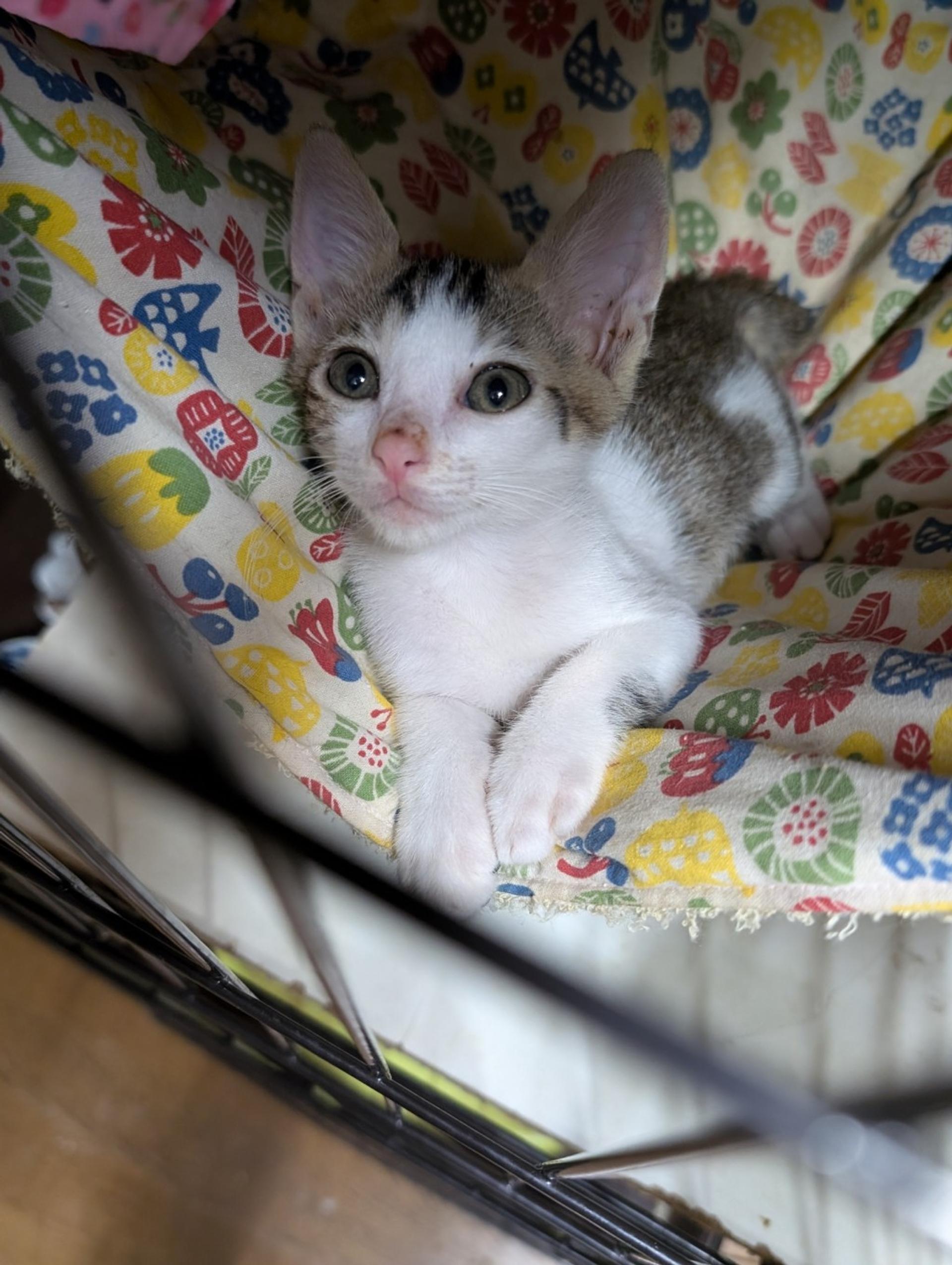pet-image-3