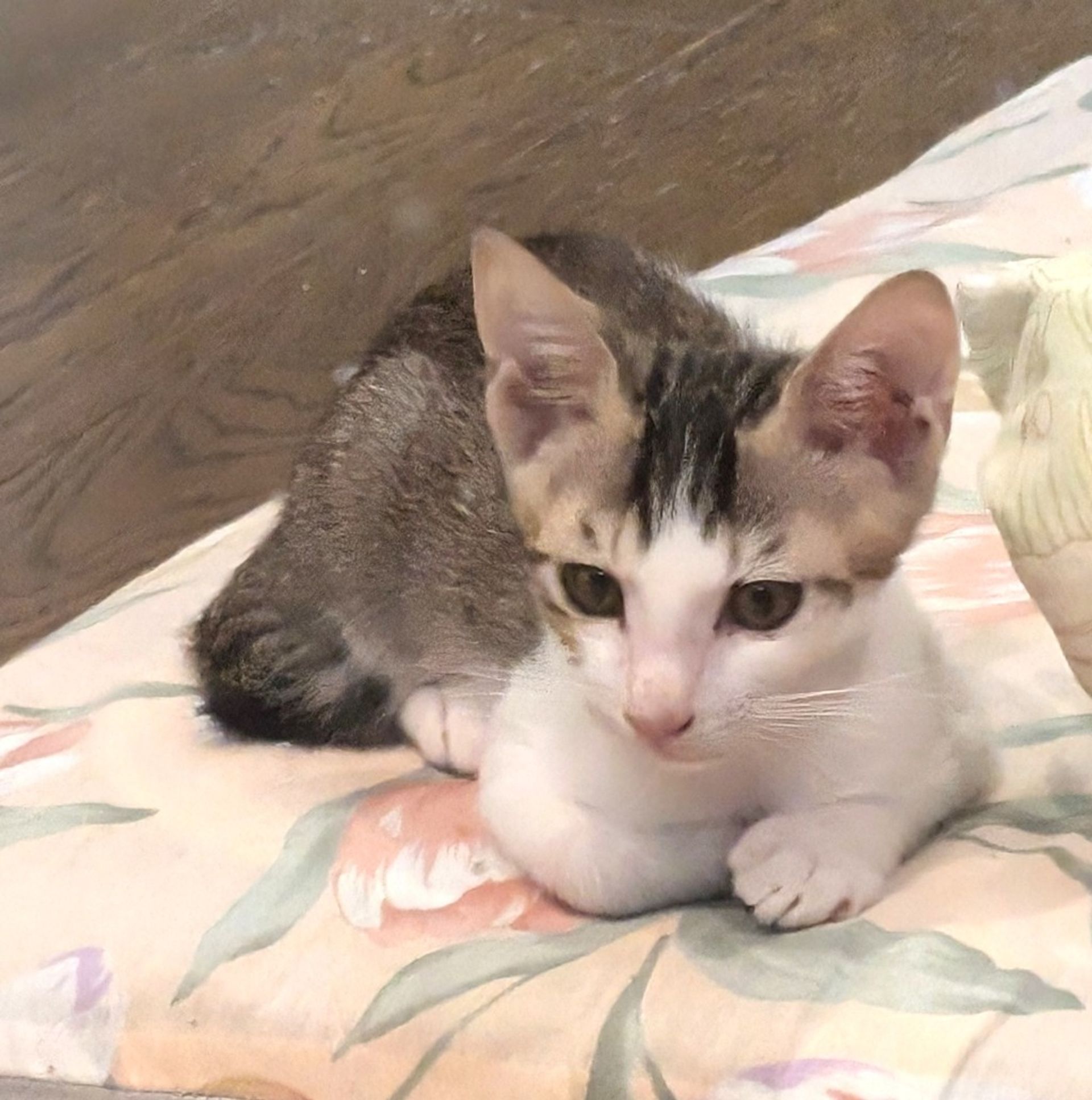 雑種（ミックス猫）・オスの里親募集の写真