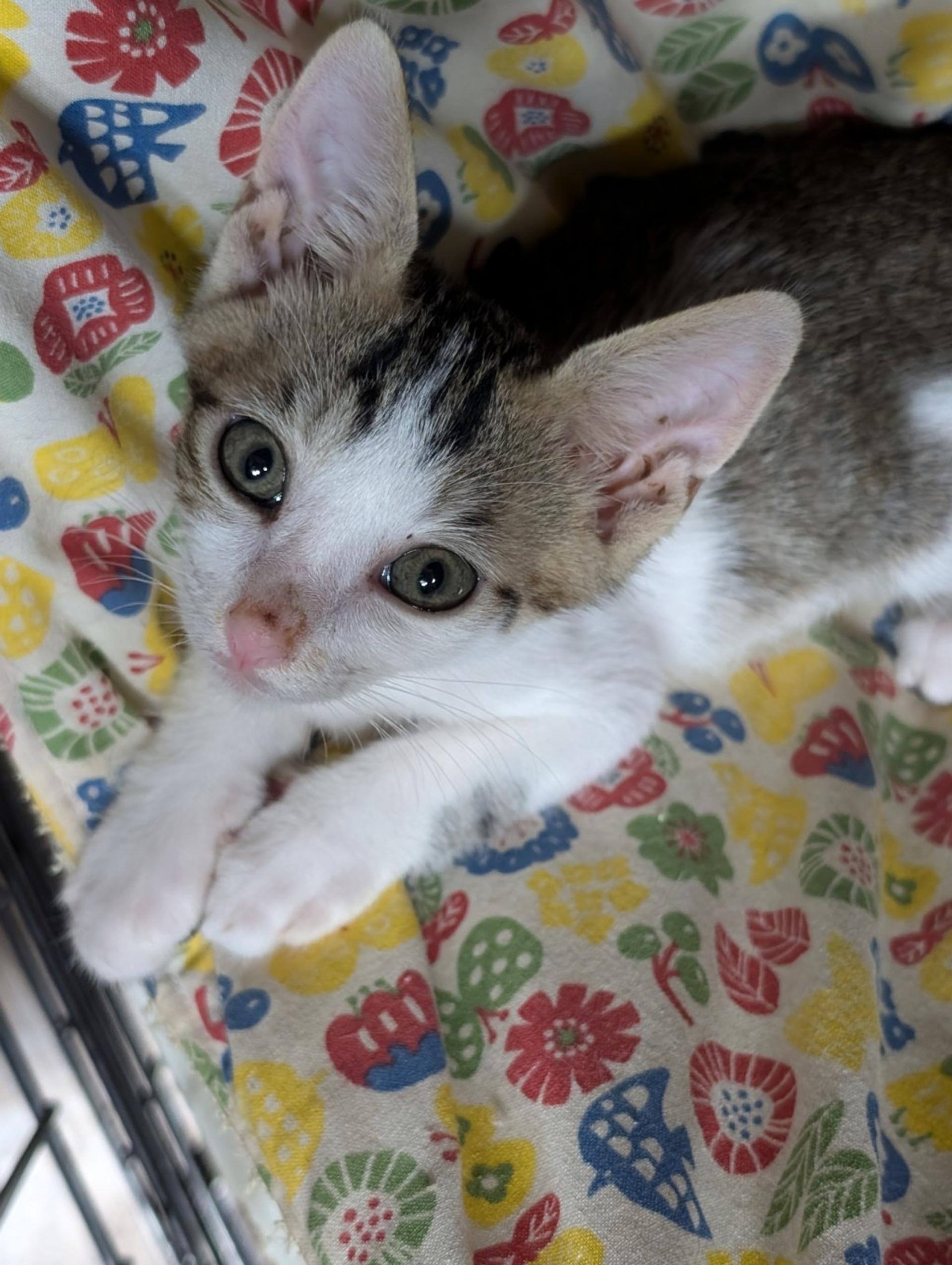pet-image-2