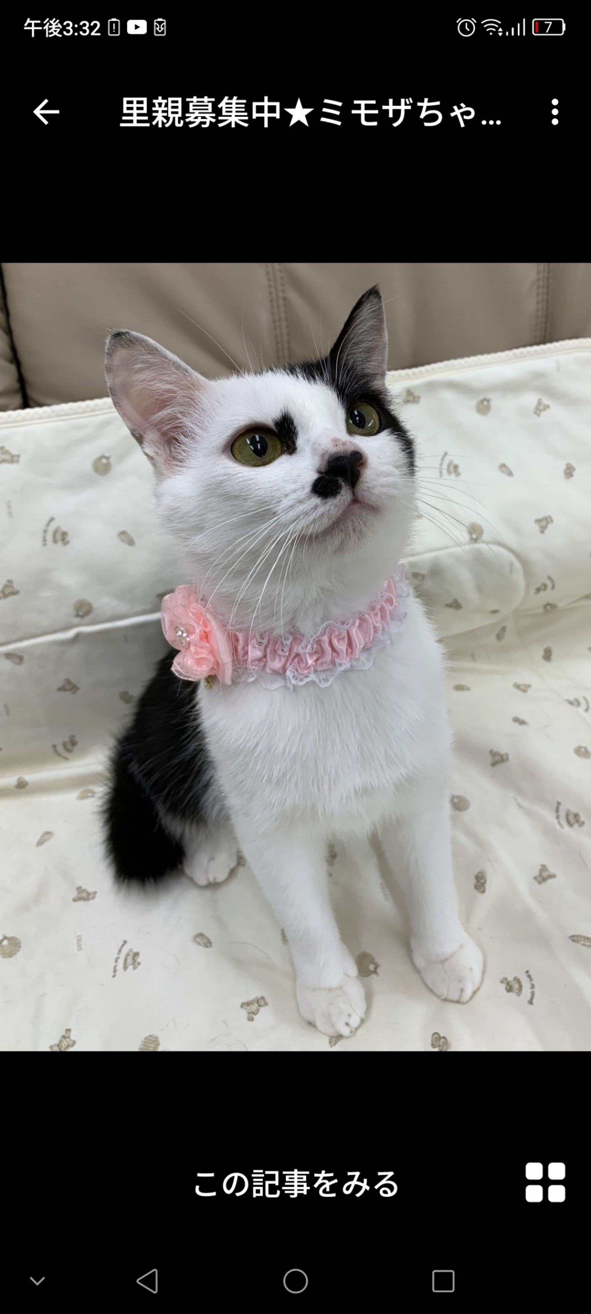 雑種（ミックス猫）・メスの里親募集の写真