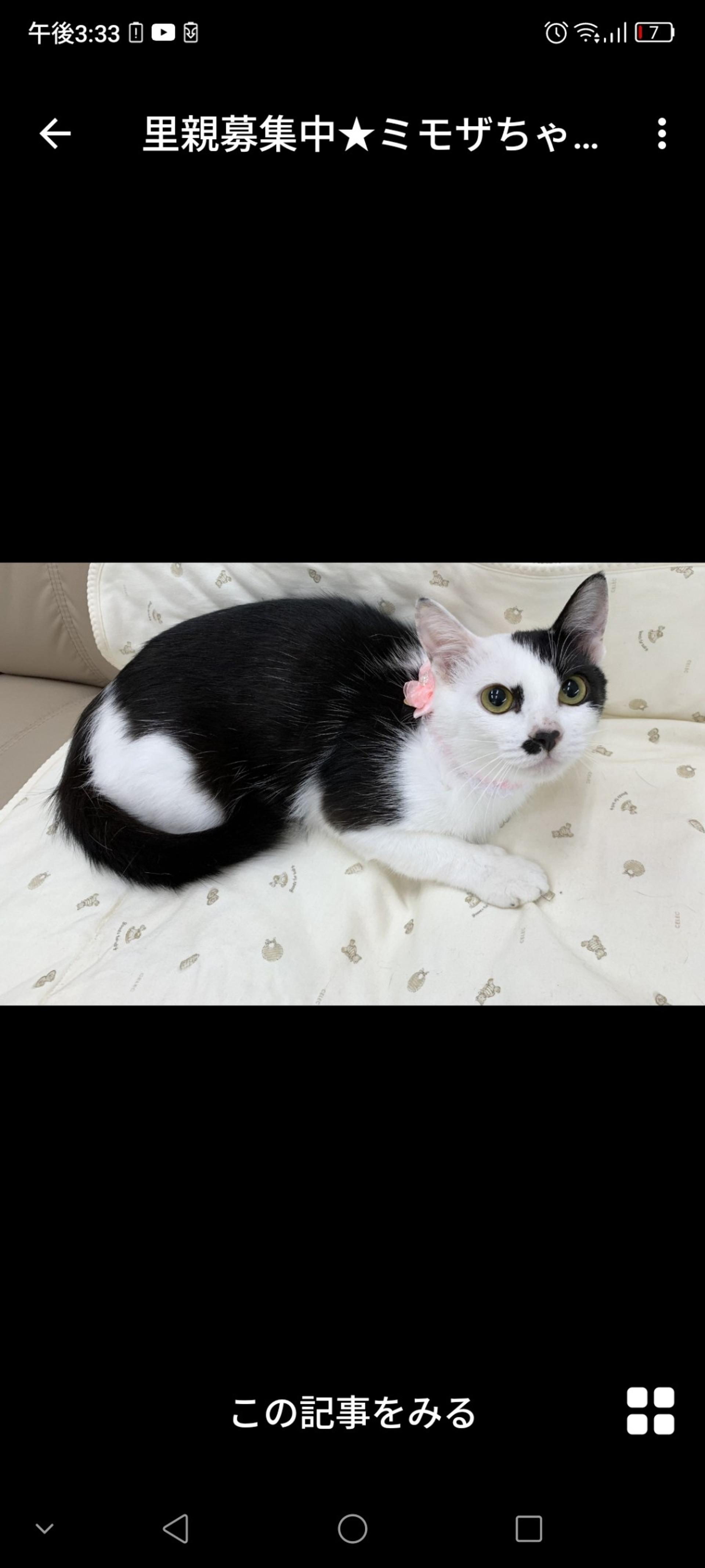 pet-image-3