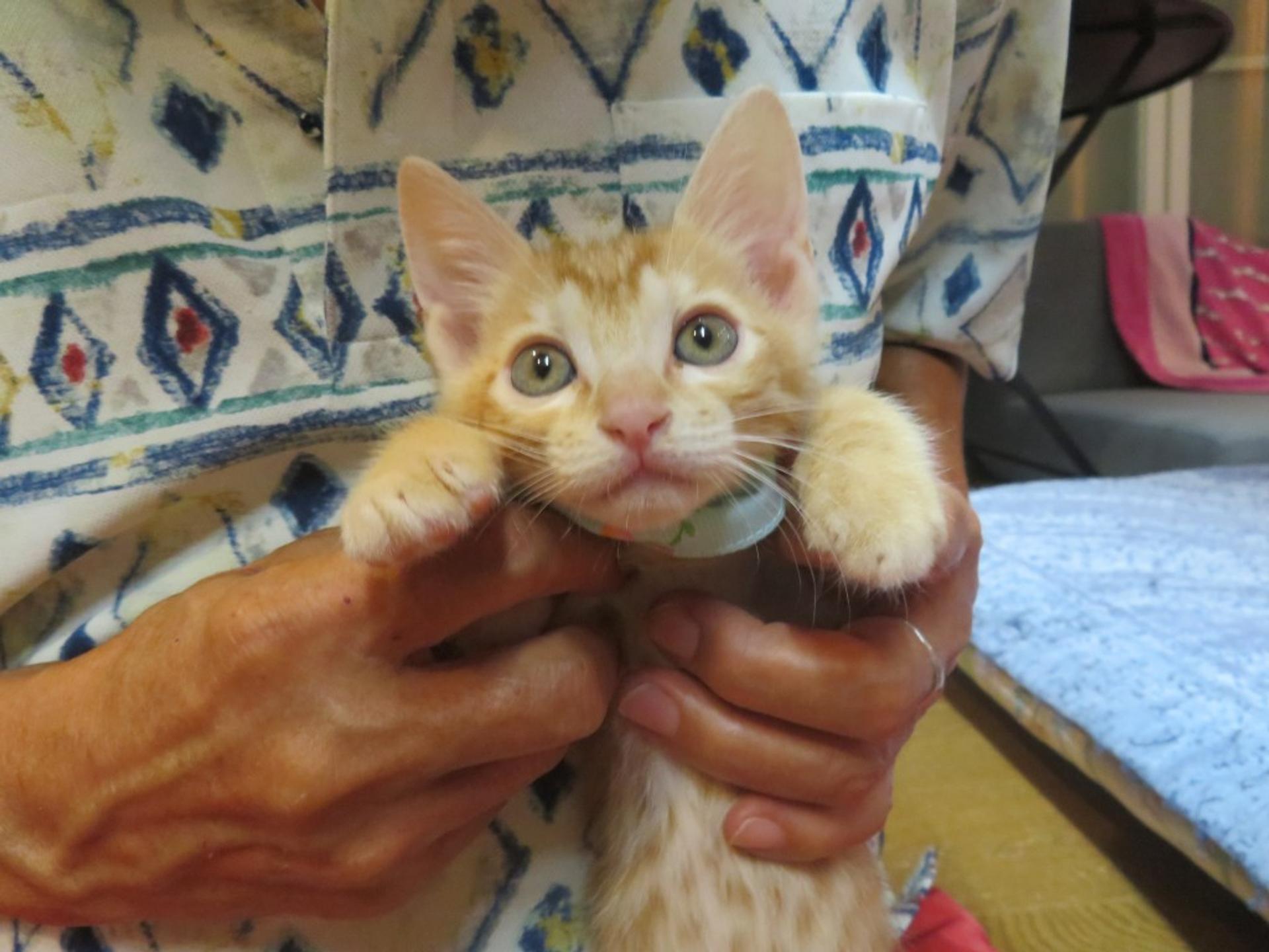 pet-image-5