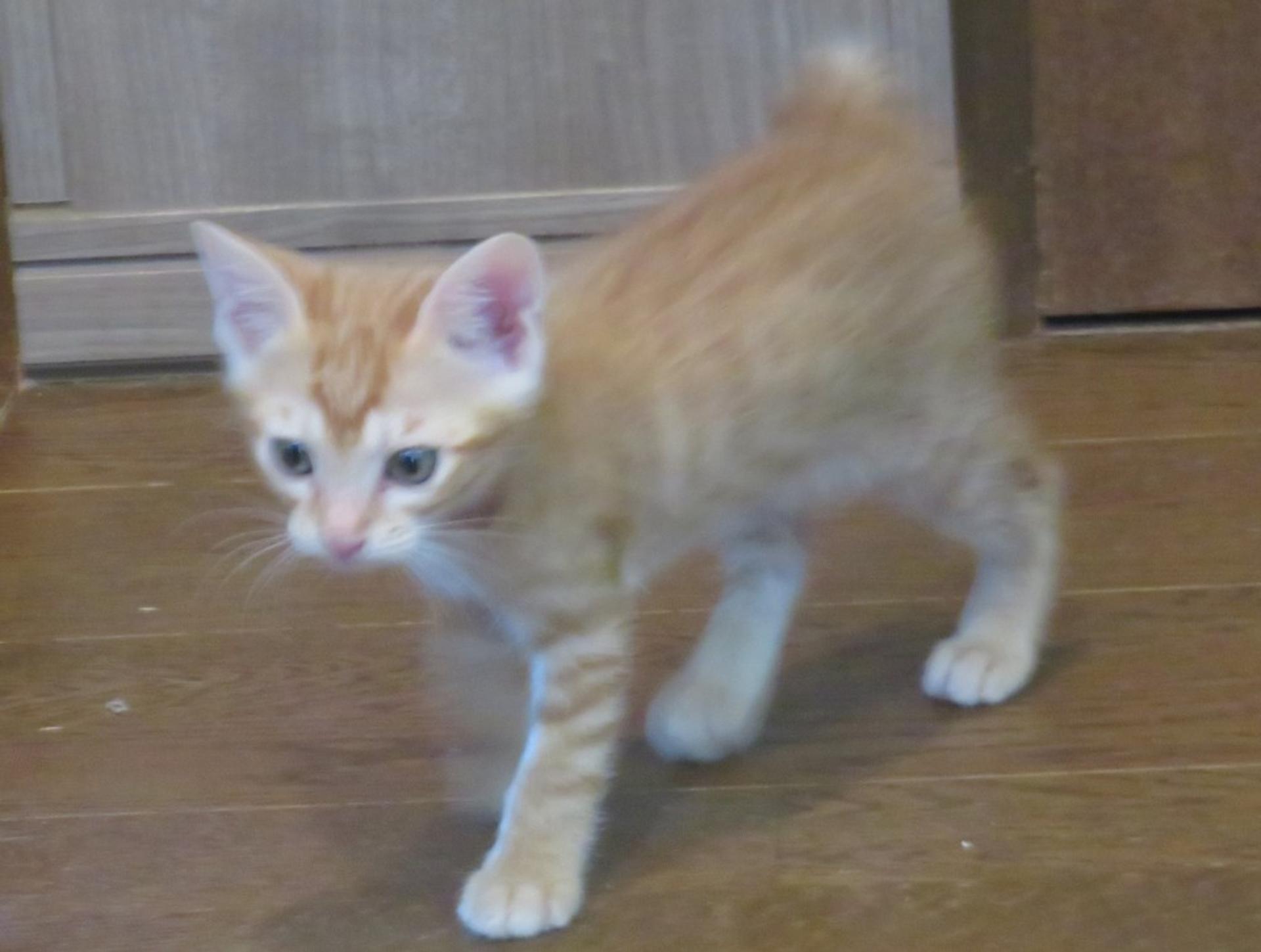 pet-image-4