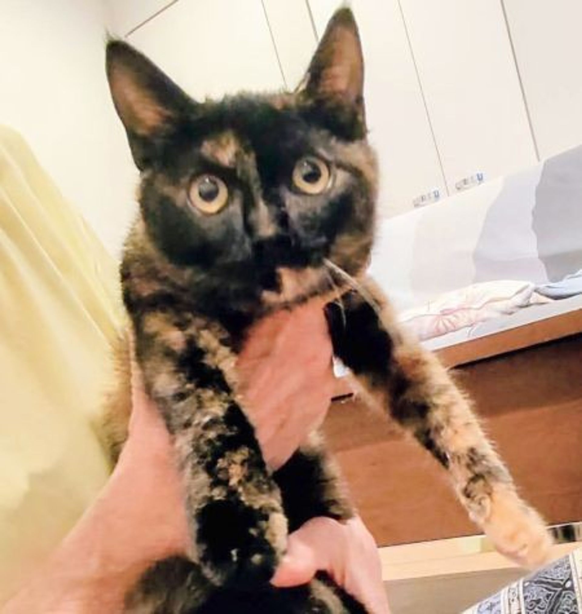 雑種（ミックス猫）・メスの里親募集の写真