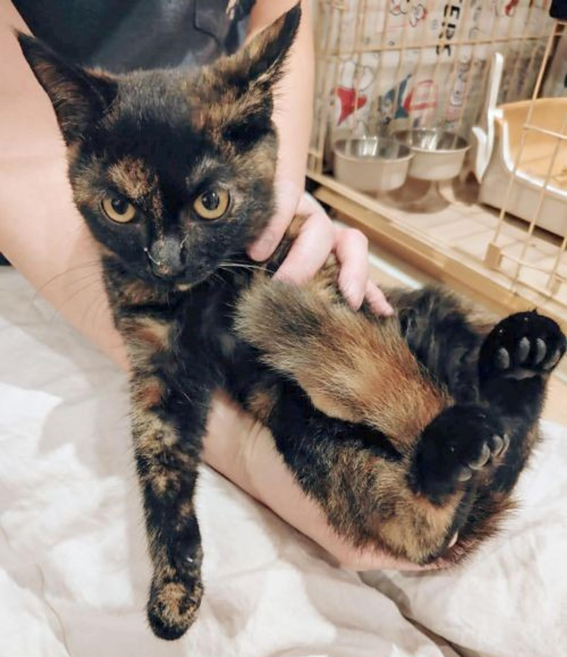 pet-image-2