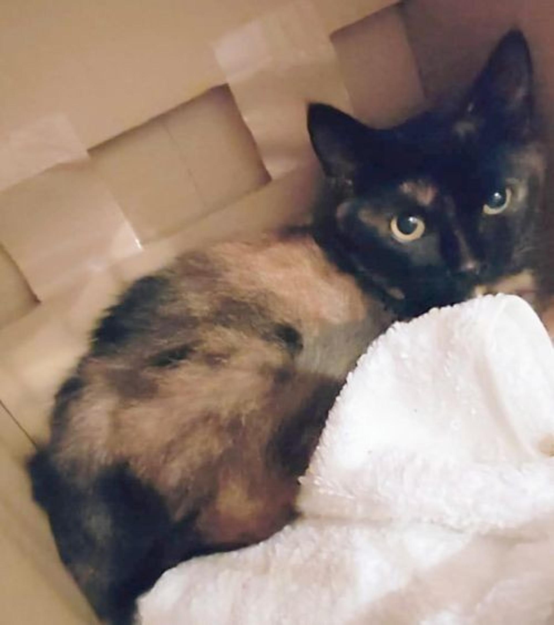 pet-image-3