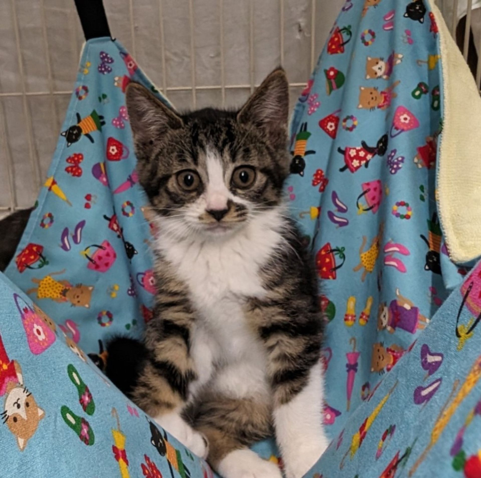 雑種（ミックス猫）・メスの里親募集の写真