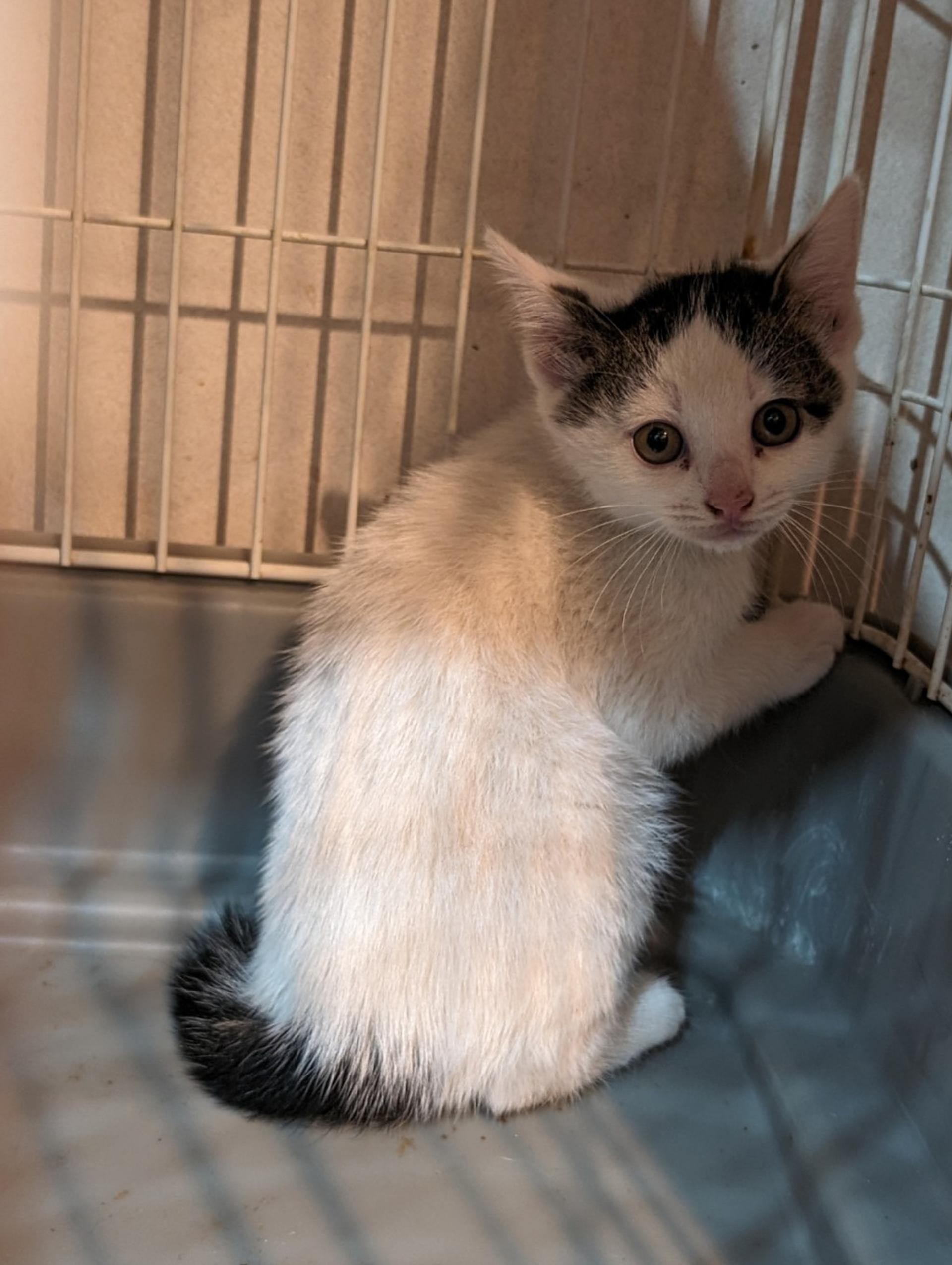 pet-image-2