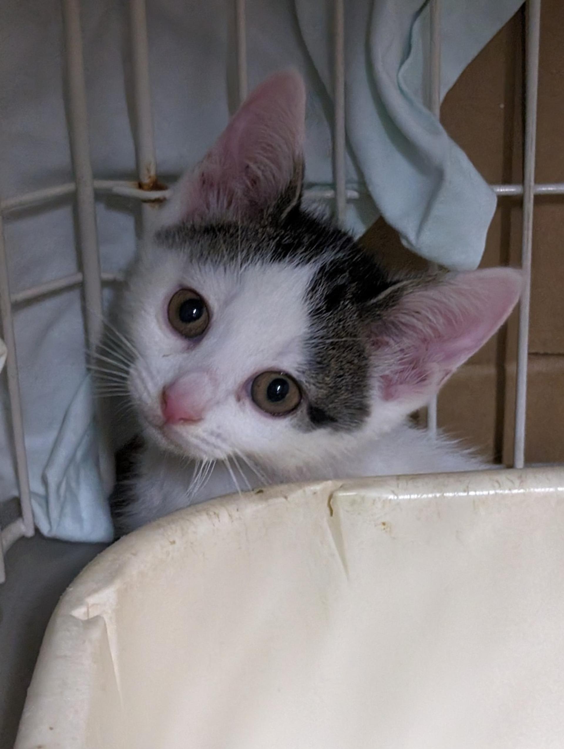 pet-image-4