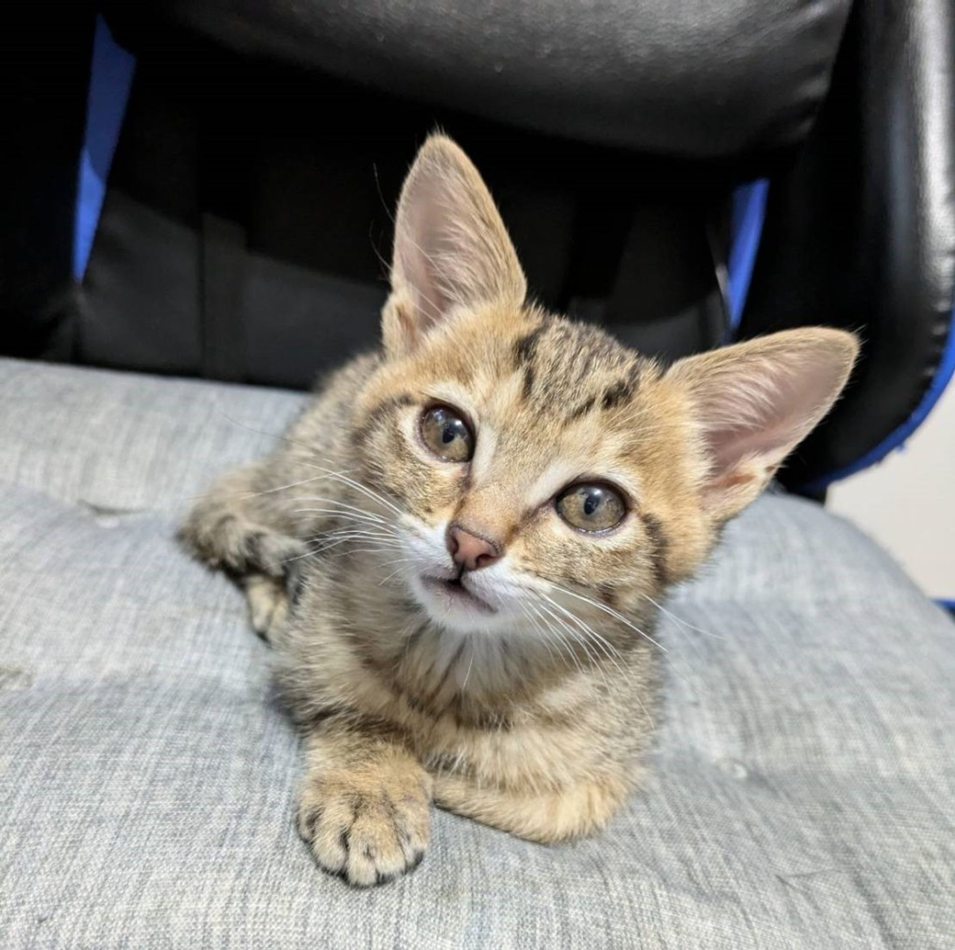 雑種（ミックス猫）・オスの里親募集の写真
