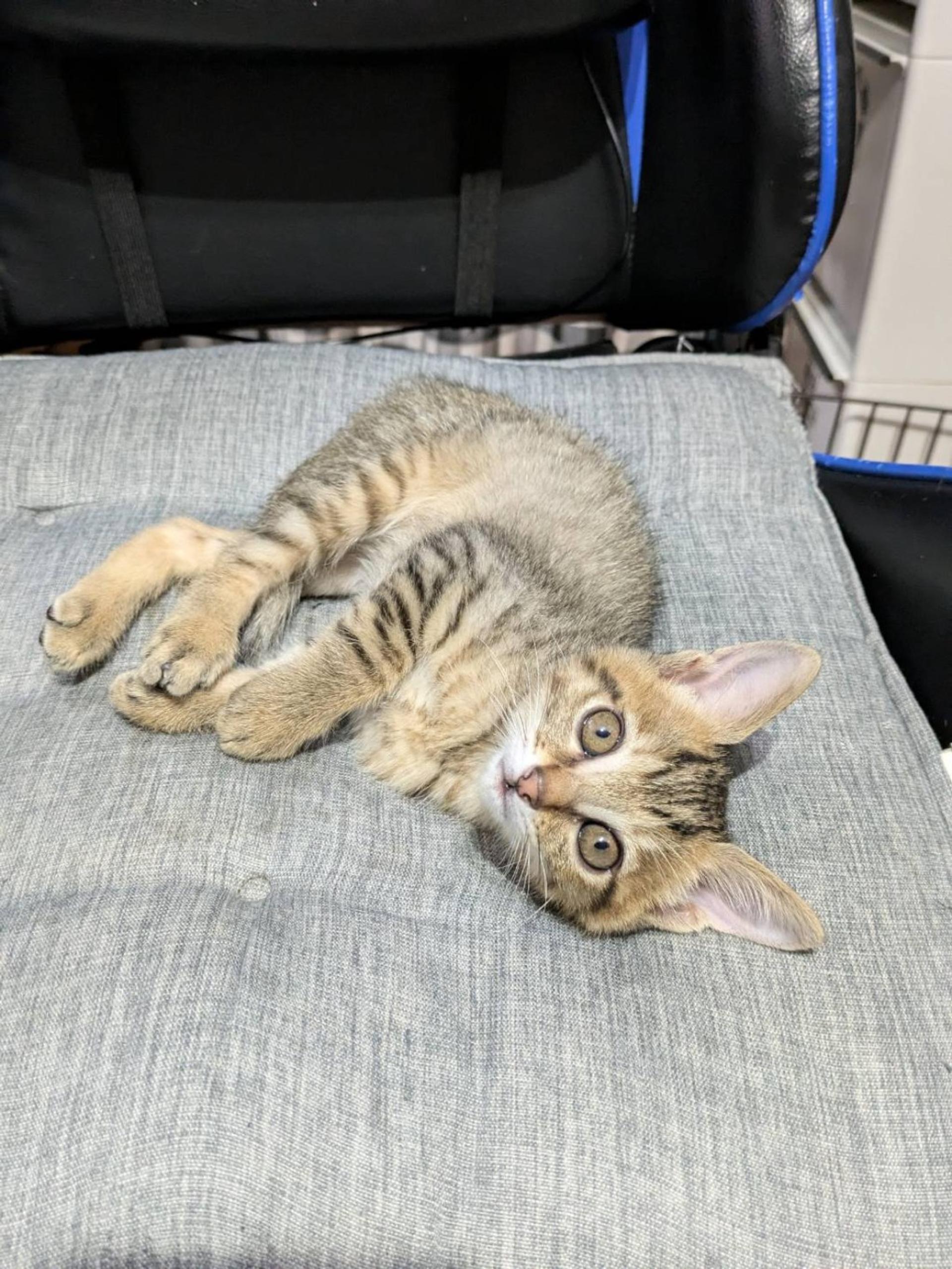 pet-image-2