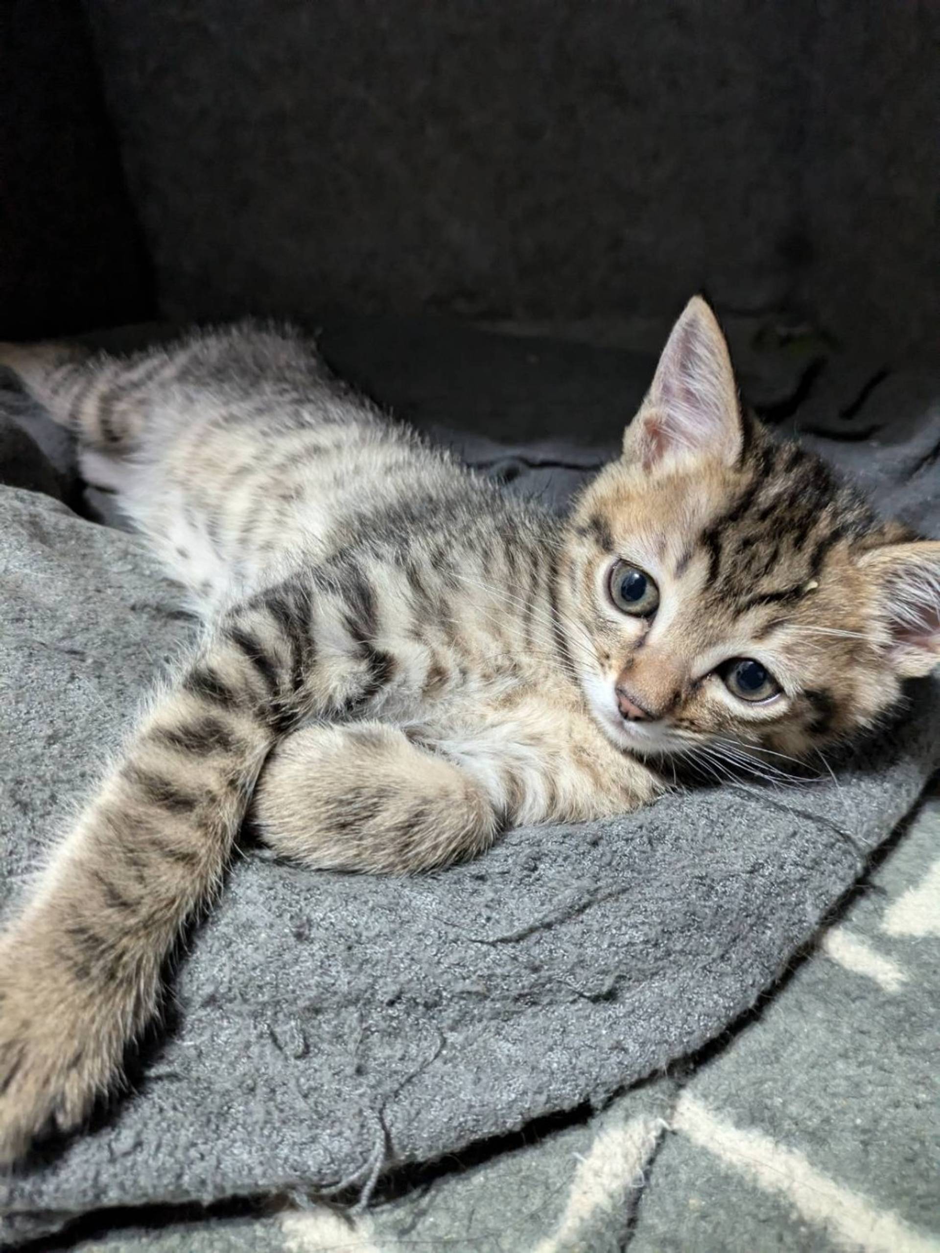 雑種（ミックス猫）・オスの里親募集の写真