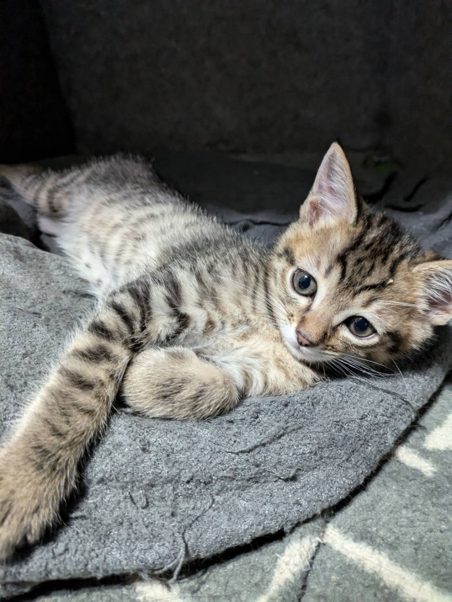 雑種（ミックス猫）・オスの里親募集の写真