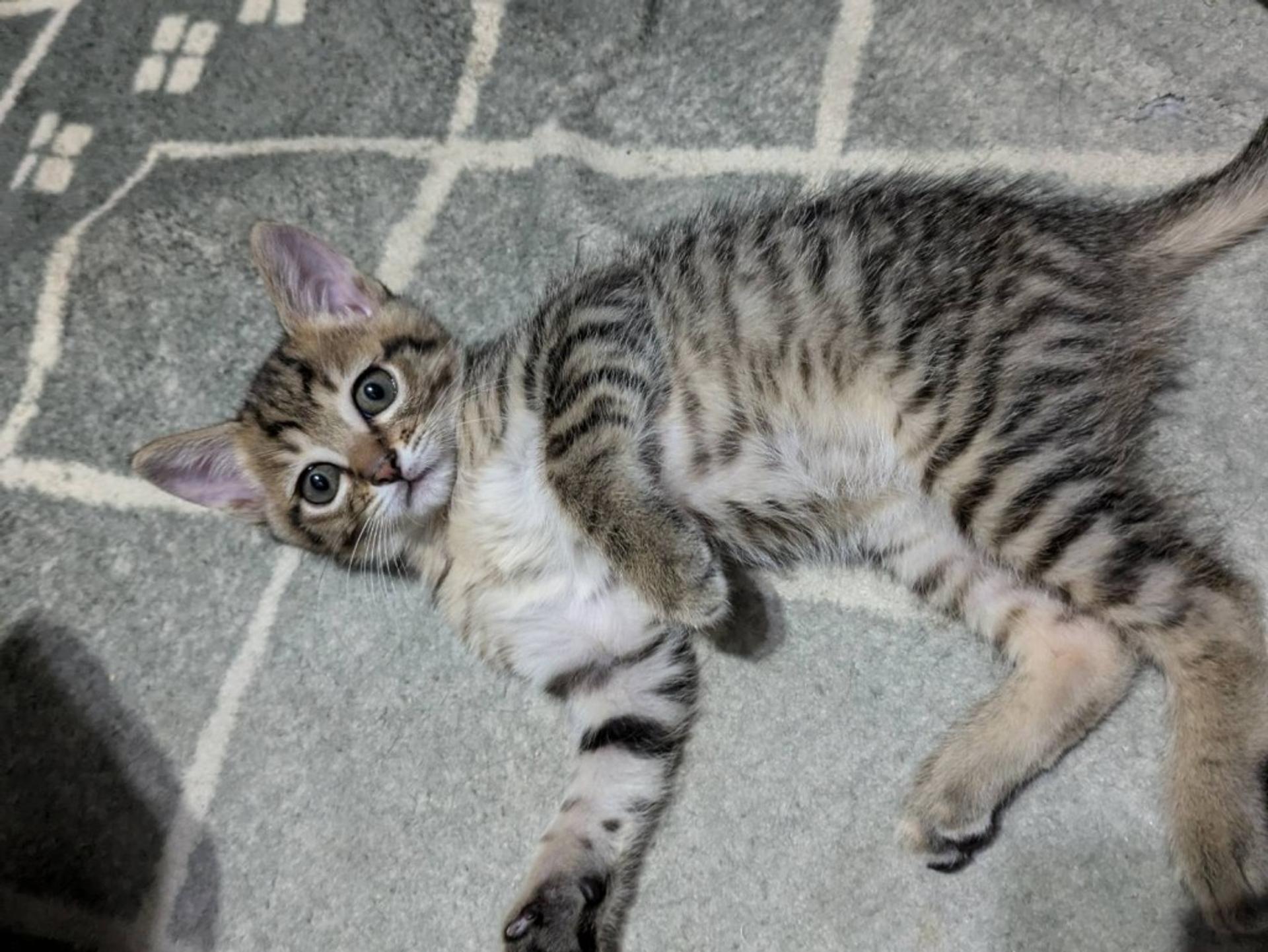 pet-image-2
