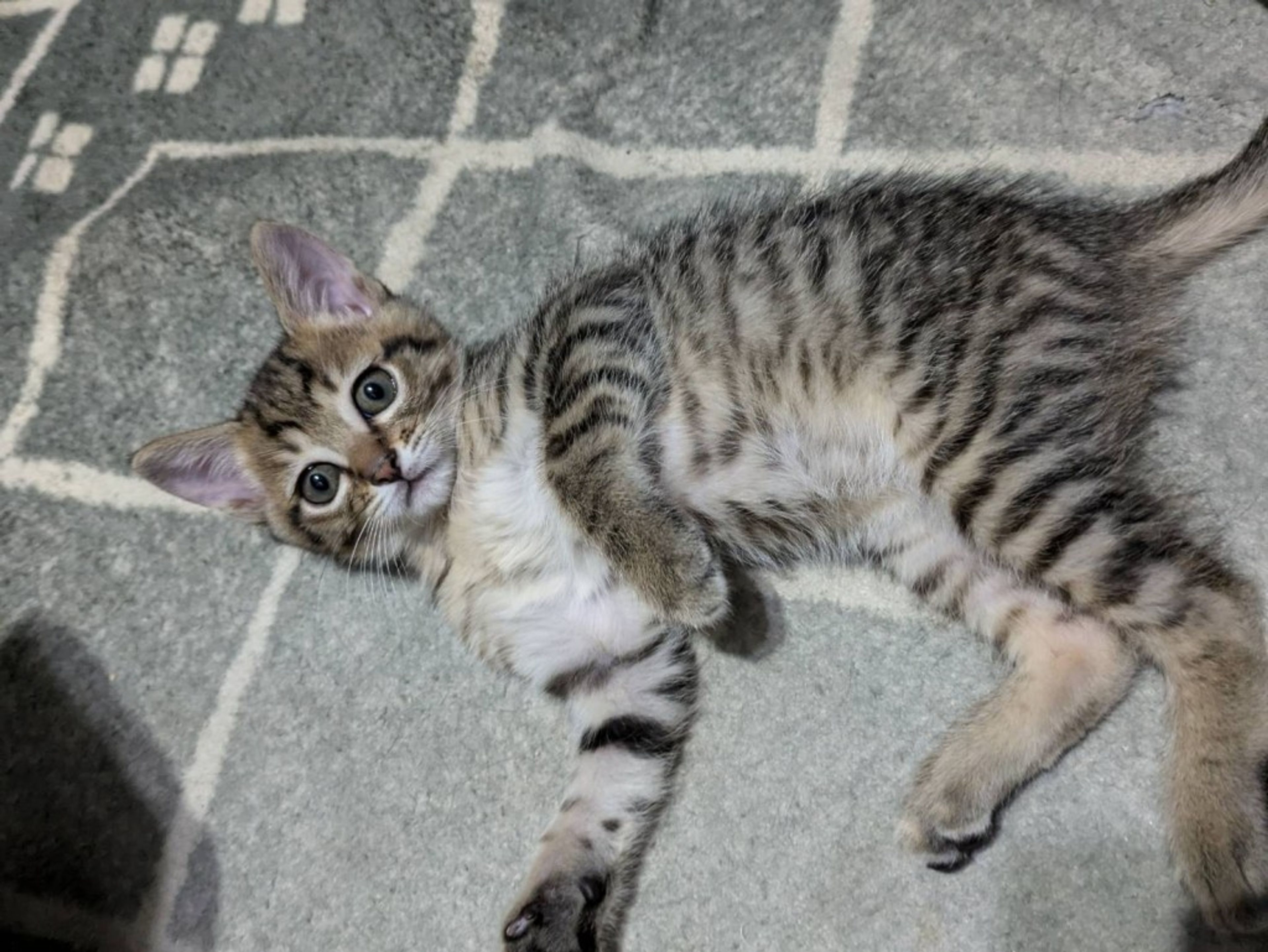 pet-image-2