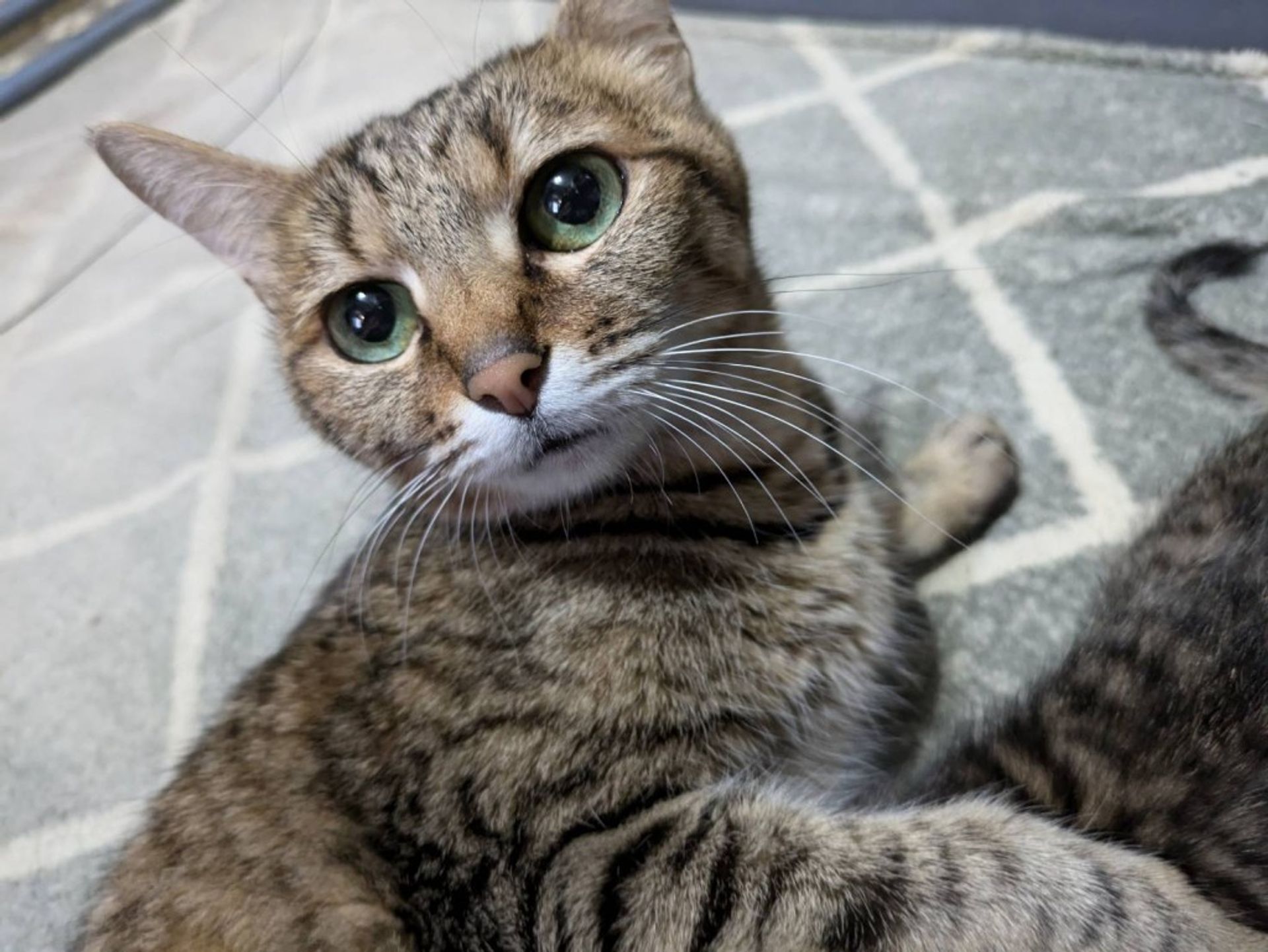 雑種（ミックス猫）・メスの里親募集の写真