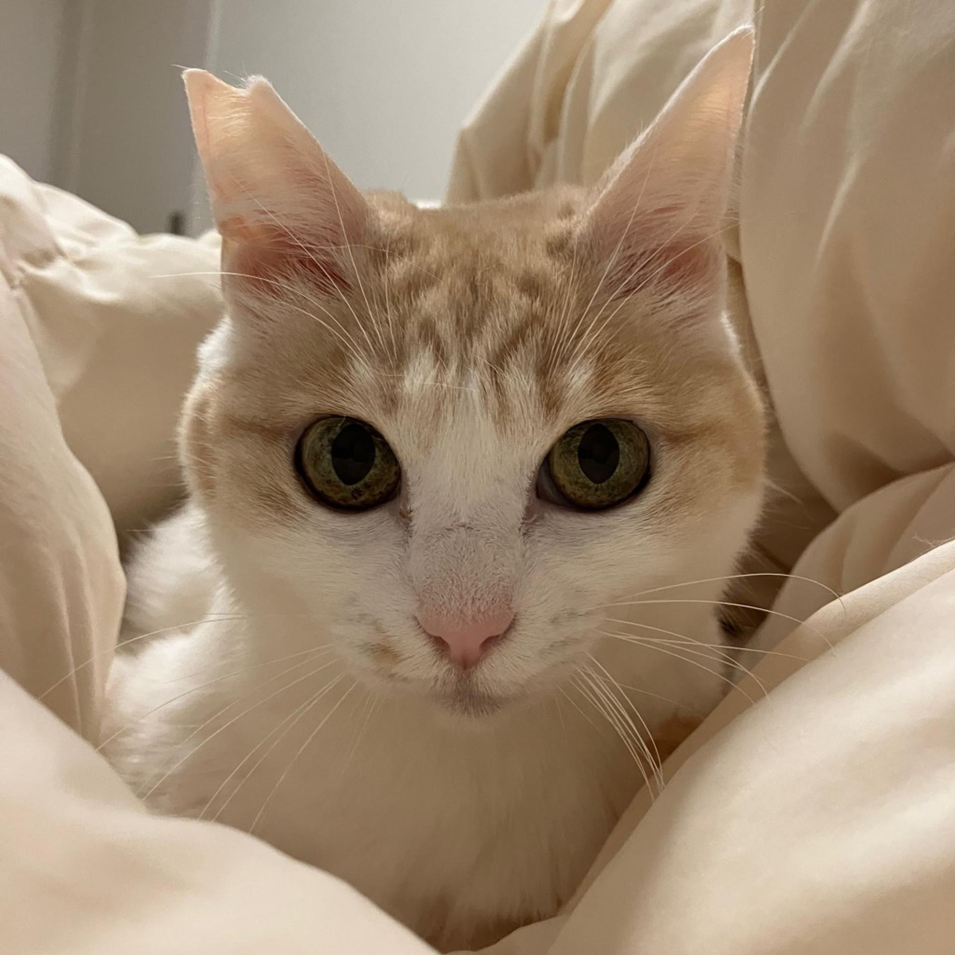 pet-image-7