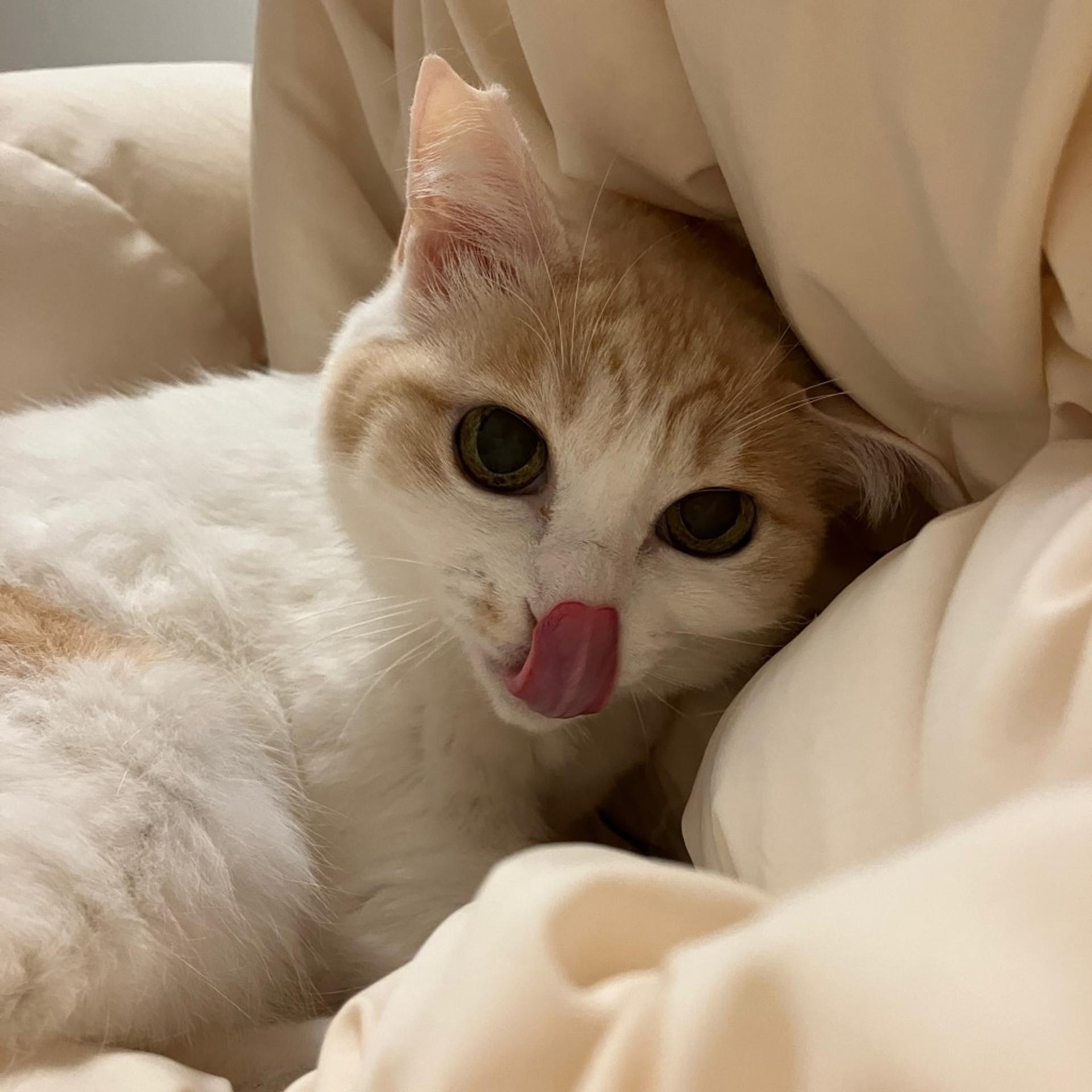 pet-image-6