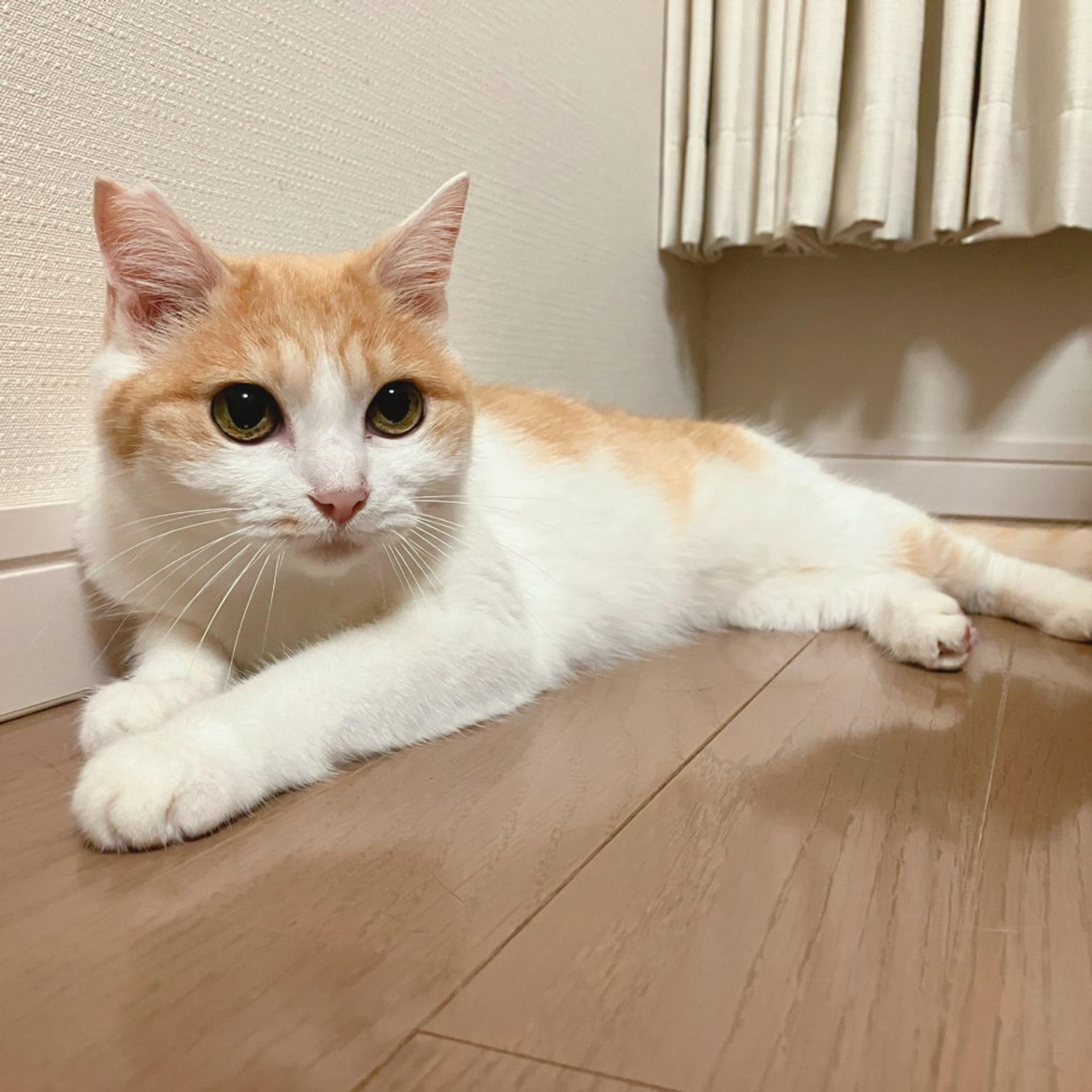 pet-image-5