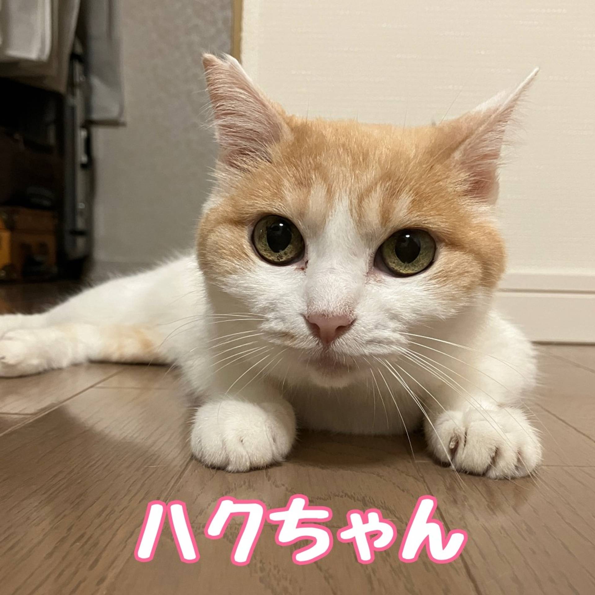 雑種（ミックス猫）・メスの里親募集の写真
