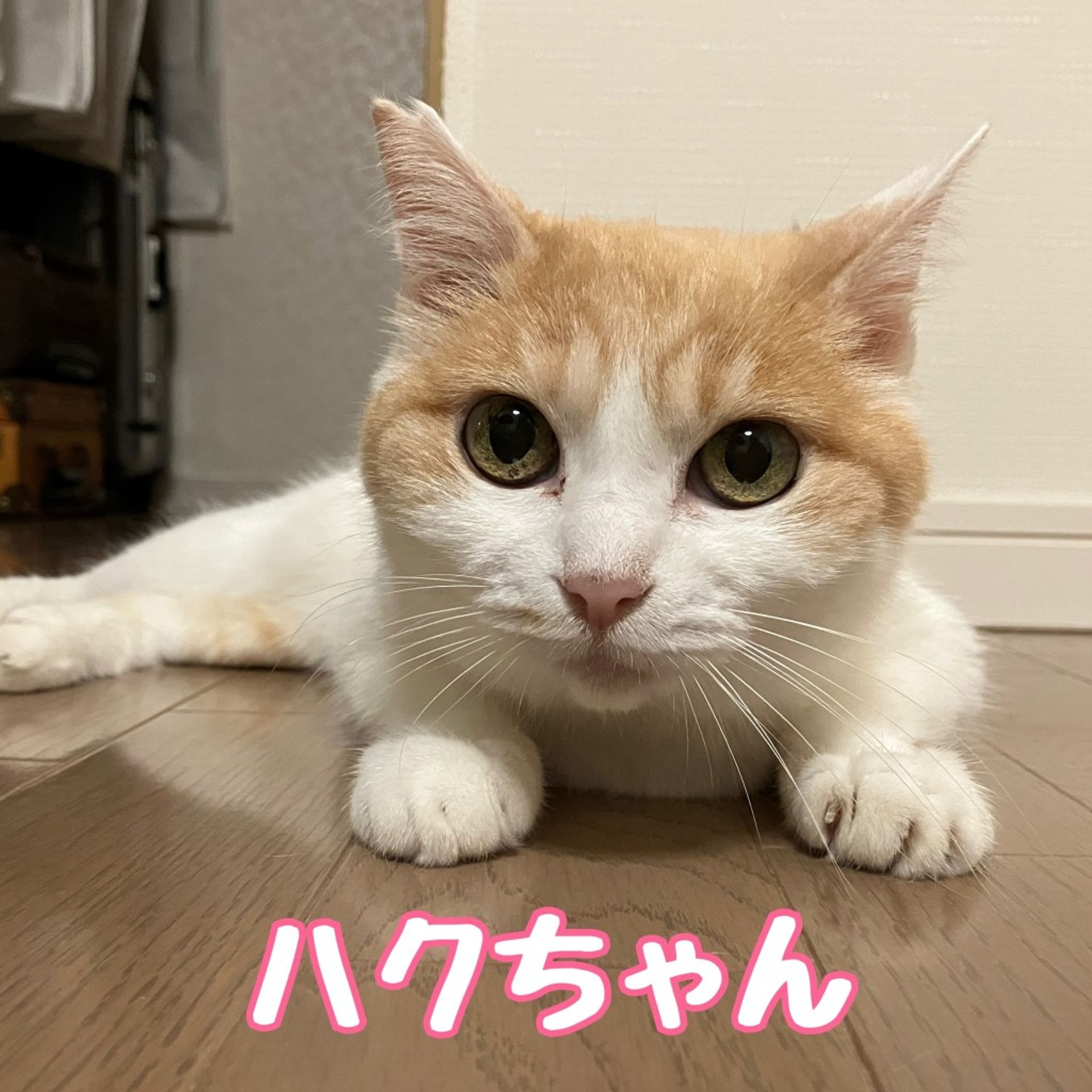 雑種（ミックス猫）・メスの里親募集の写真