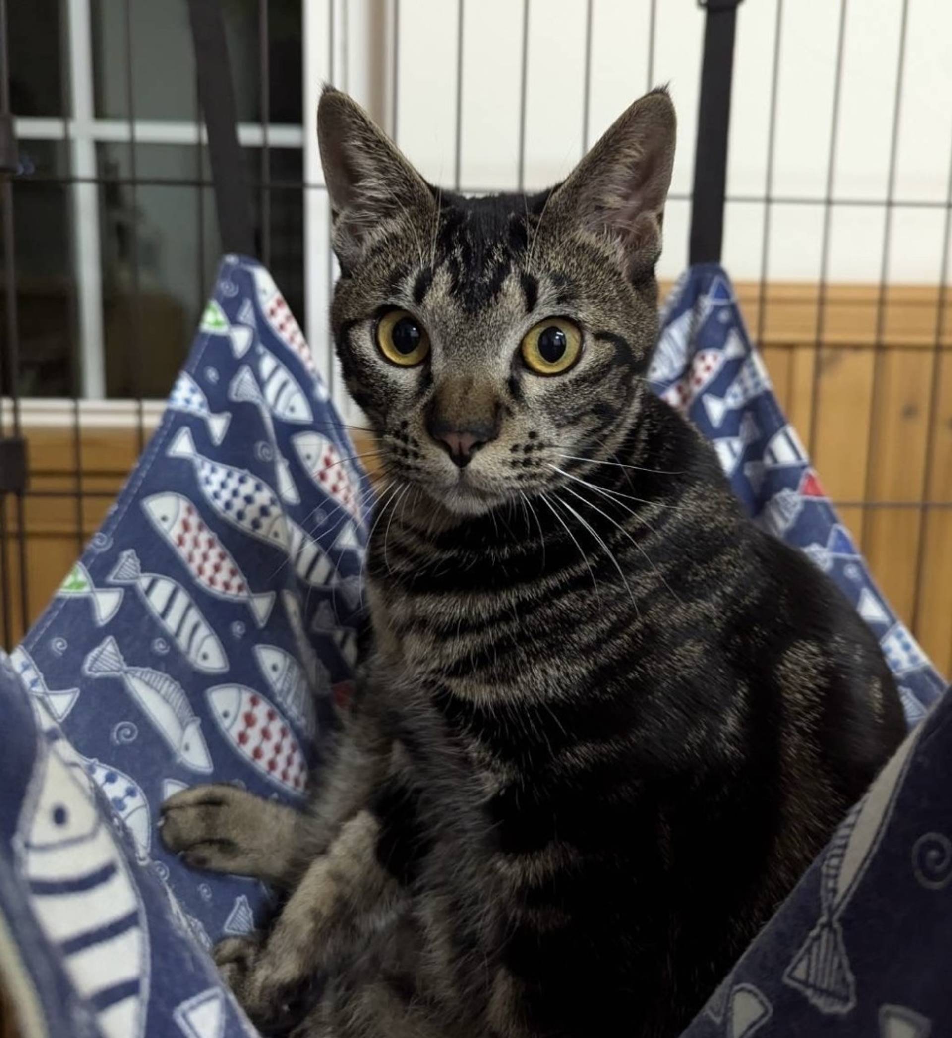 雑種（ミックス猫）・メスの里親募集の写真