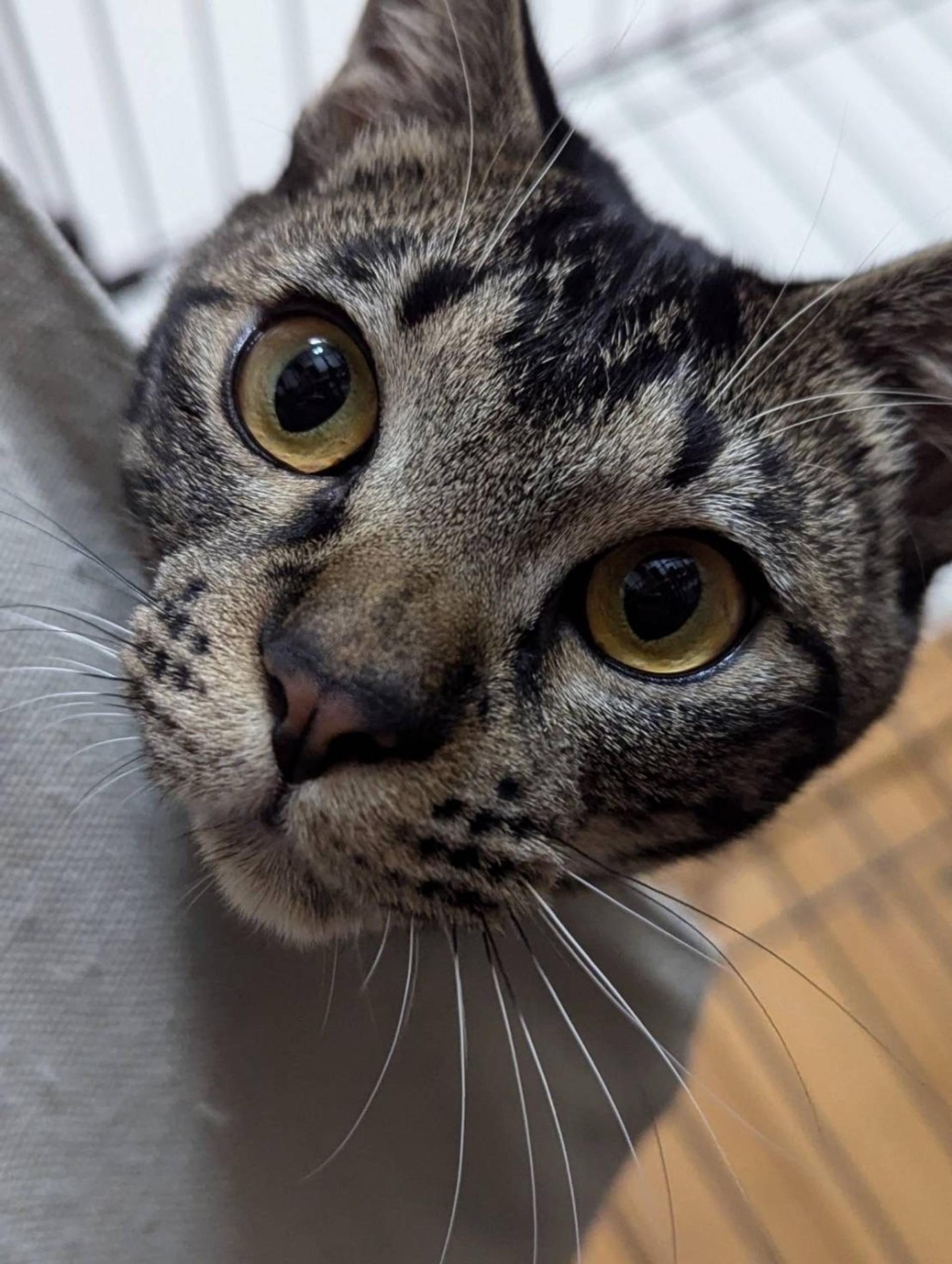 pet-image-3