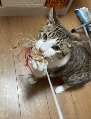 雑種（ミックス猫）・オスの里親募集の写真