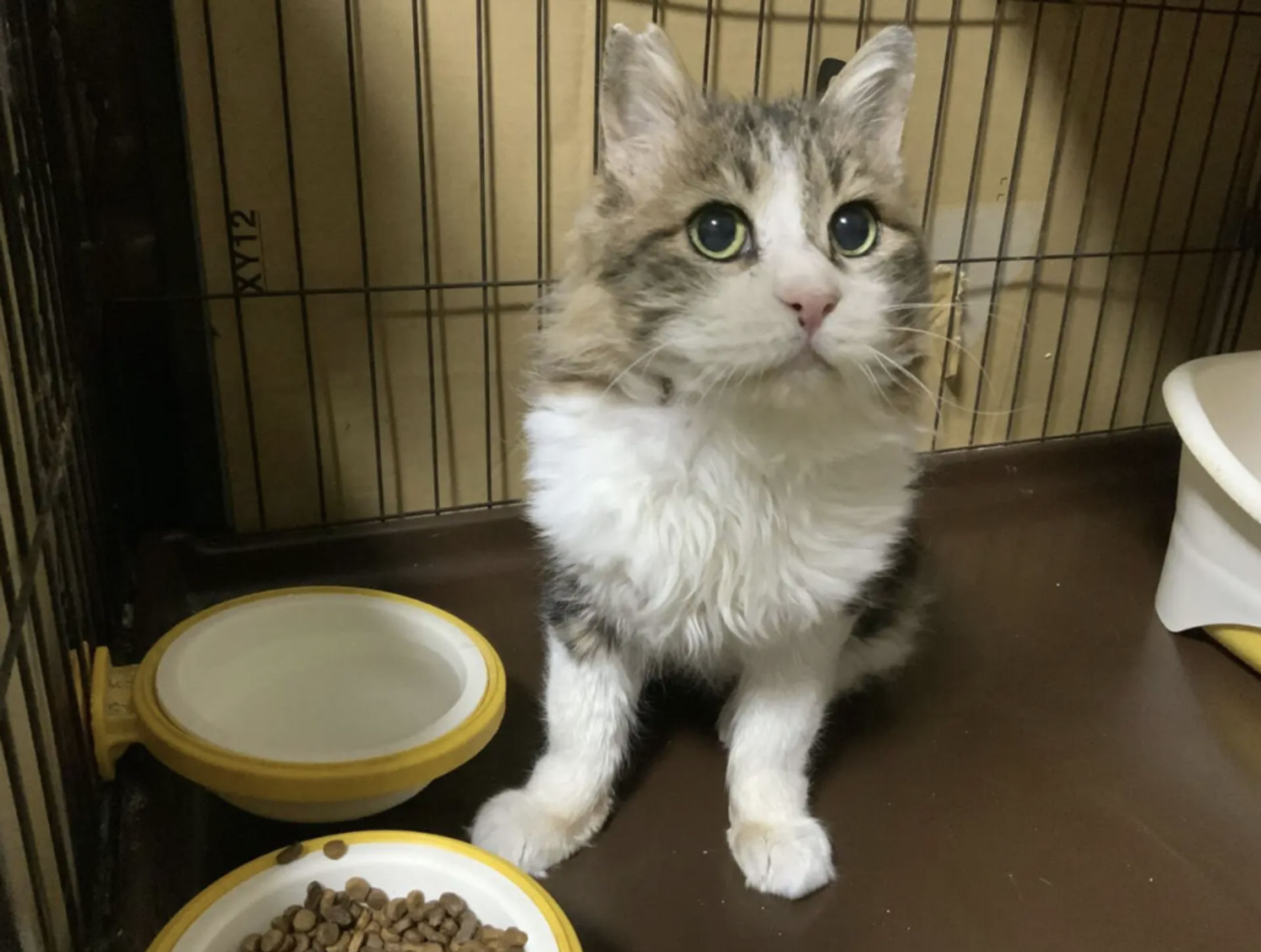 雑種（ミックス猫）・オスの里親募集の写真