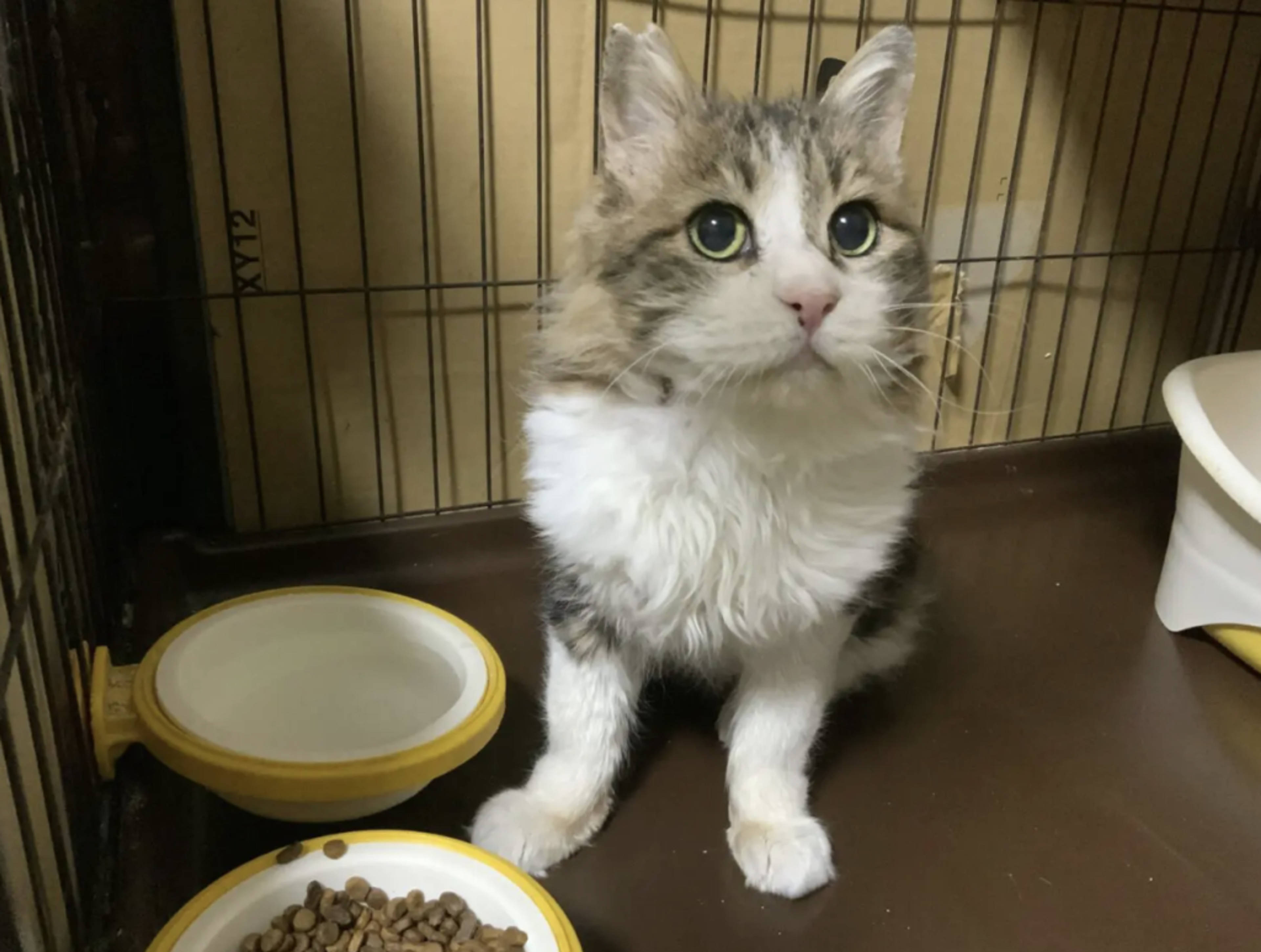 雑種（ミックス猫）・オスの里親募集の写真
