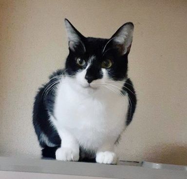 雑種（ミックス猫）・オスの里親募集の写真